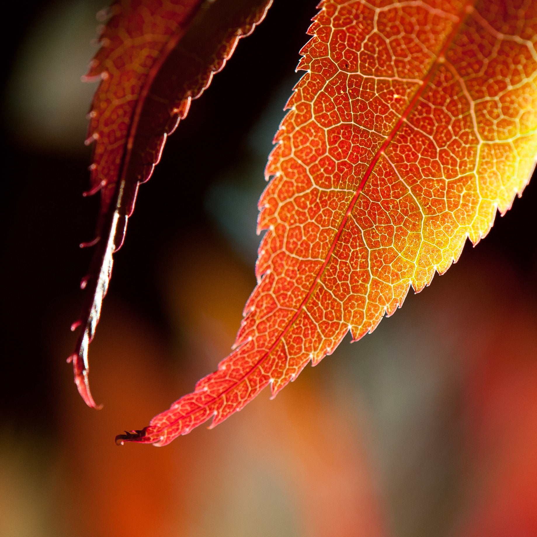 green leaf, backgrounds, rockhill, nature, 720P, closeup, plant, green, Colour, red, f/3, close-up, injection, macro, leaf, 3.5G, Micro, Autumn, closeup photography, Phone HD Wallpaper