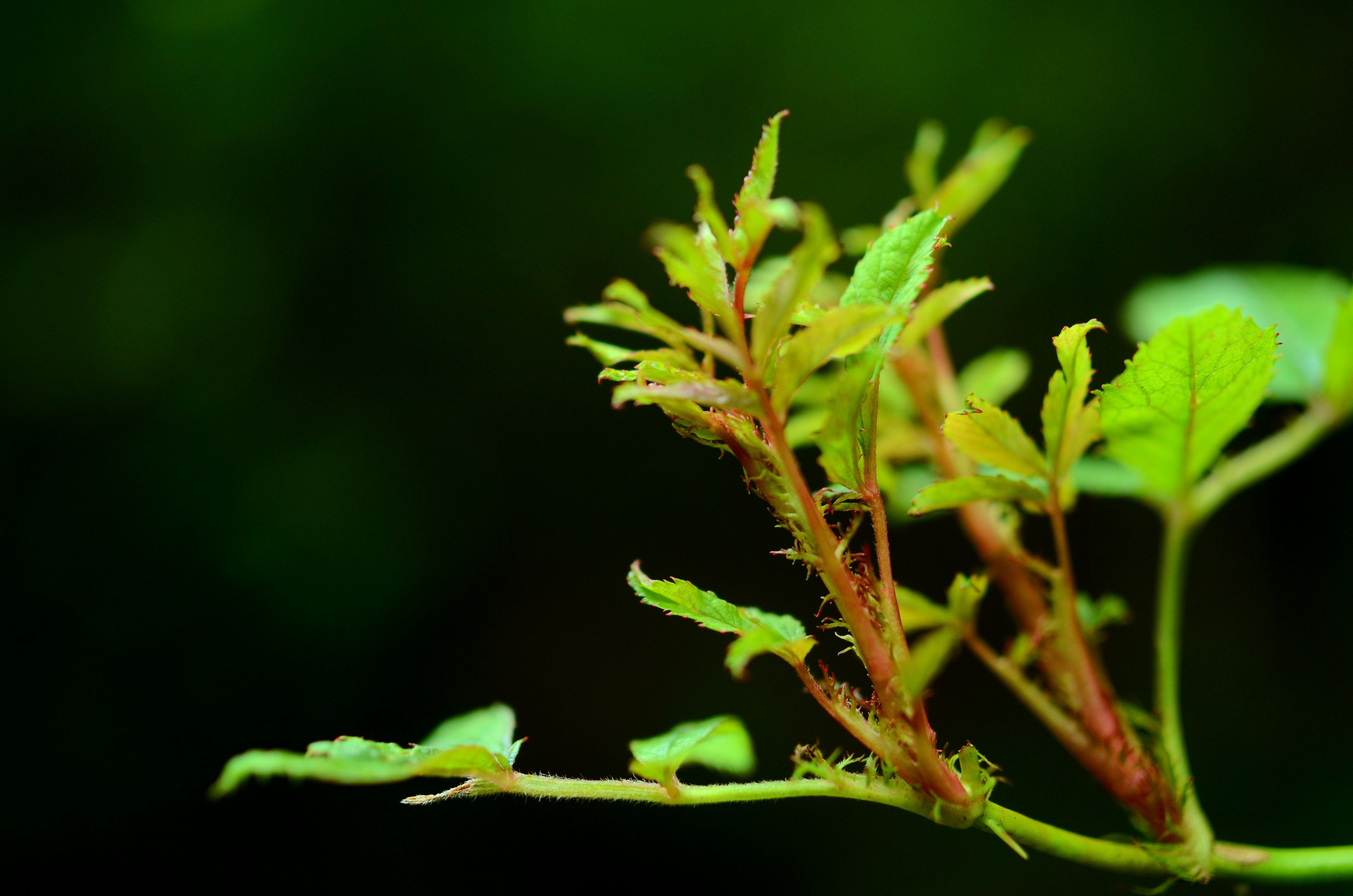 Minimalism, f/2.8, green plant, 4K, 35mm, freshness, PRO, M35, close-up, Tokina, sharp, unlimited, plant, macro photography, green  leaf, green, AT-X, HD Wallpaper