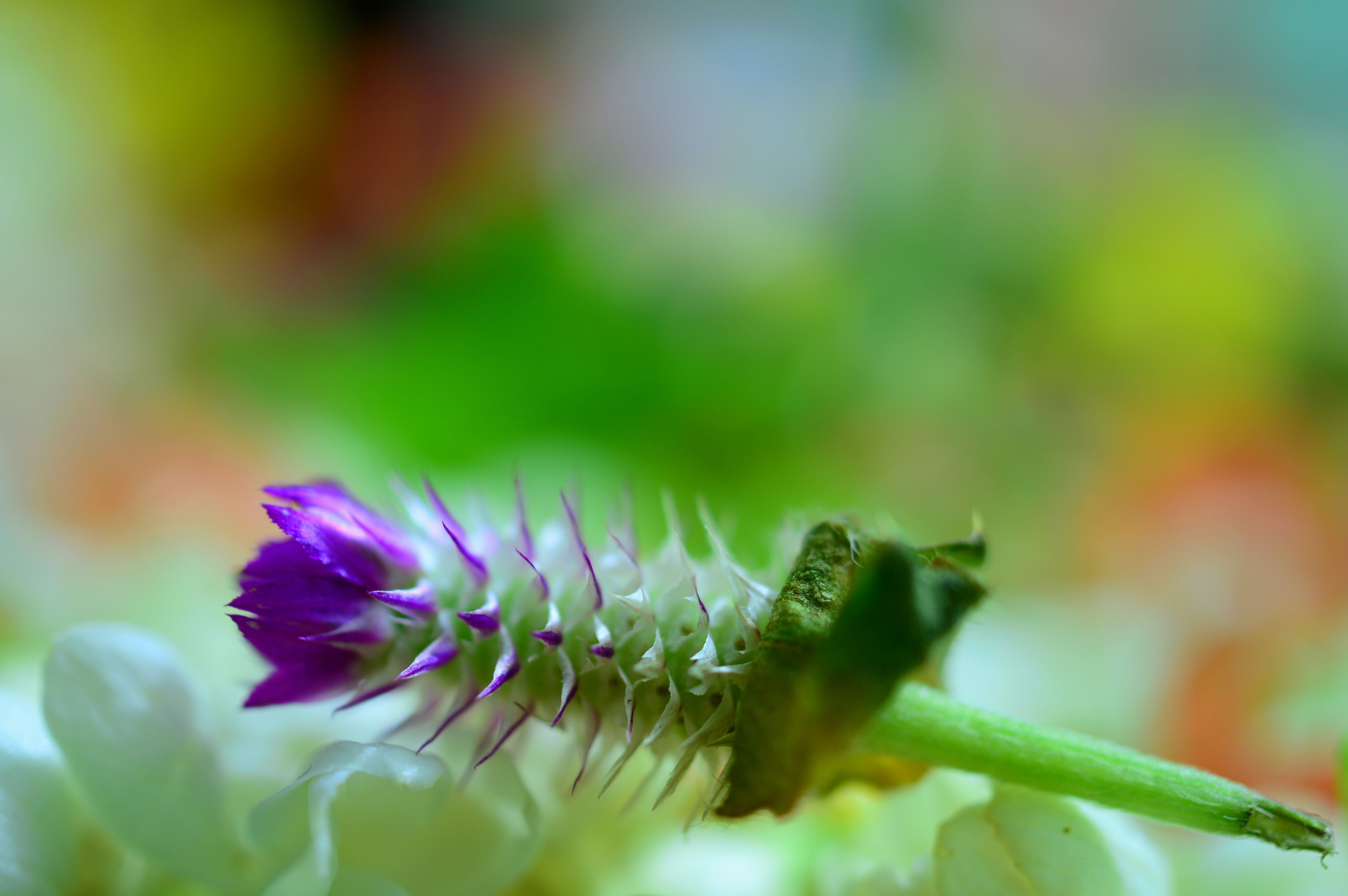 Happy, art  long, flowers, violet, flower, insect, unlimited, AT-X, nature, f/2.8, weekend, M35, bud, DX, long exposure, D3200, flower bud, PRO, close-up, HD Wallpaper