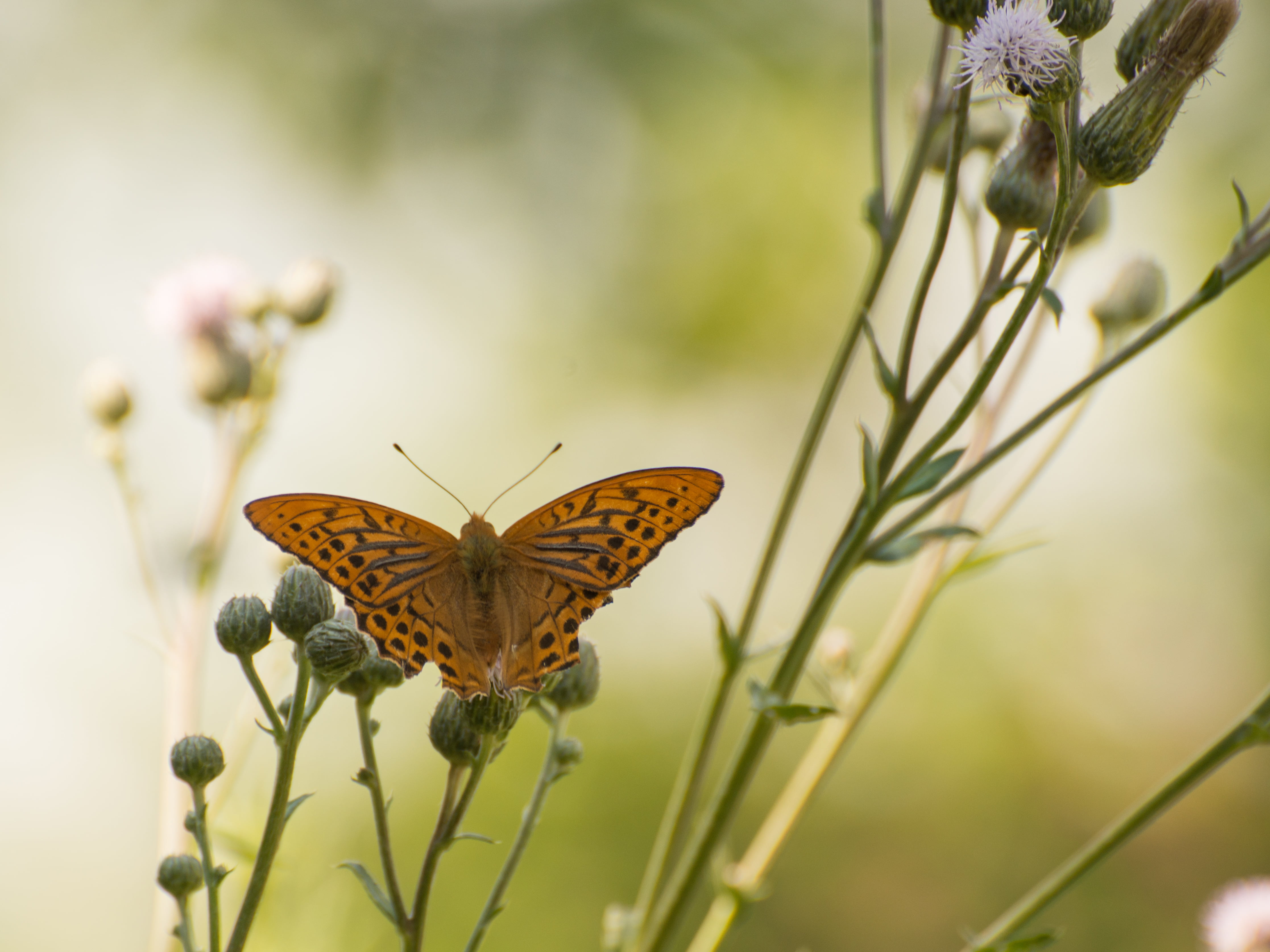 VR, IF, beauty In Nature, Nikon D800, flower, animal, summer, flower bud, Nikon  D800, AF, black, 6G, NIKKOR, animal Wing, insect, butterfly, close-up, HD Wallpaper