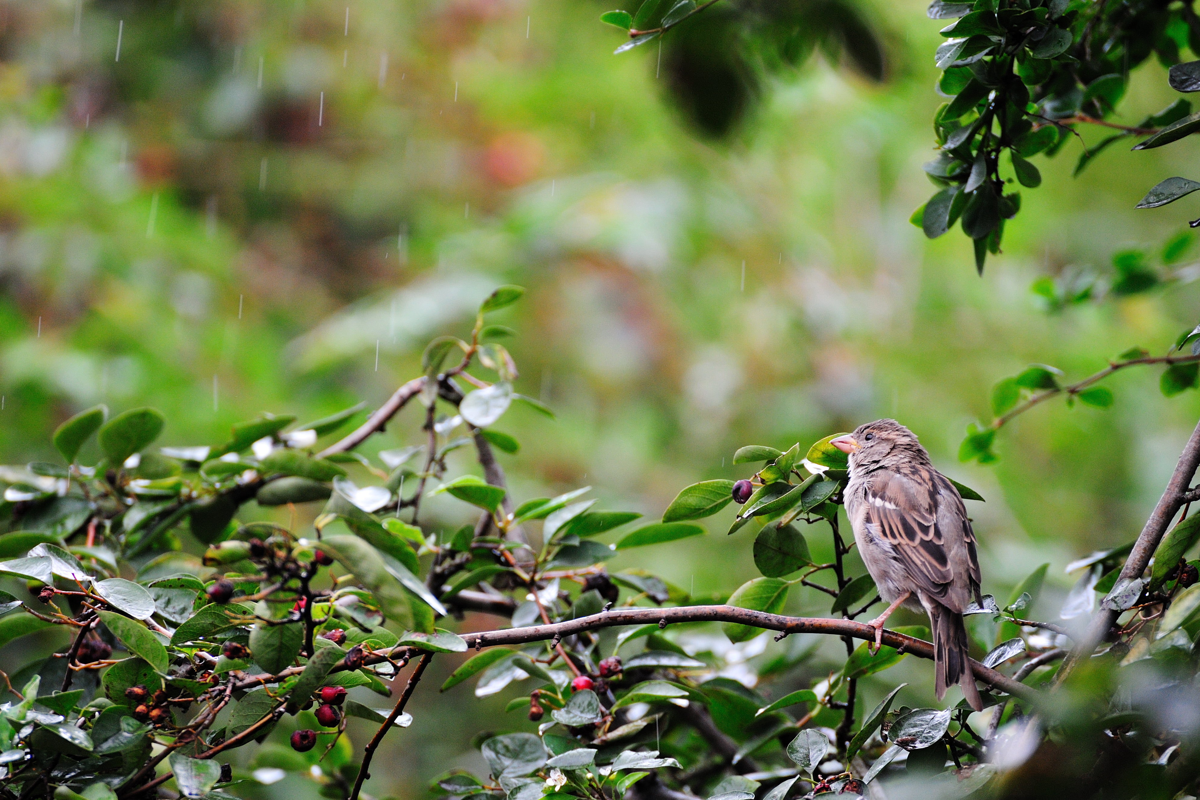 6G, day, spacer, animal, wróbel, nature, żoliborz, rain, potocka, brown, nikkor, warsaw, nikon  d700, wsf, warszawa, kępa, 4K, time, branch, sparrow, black, HD Wallpaper