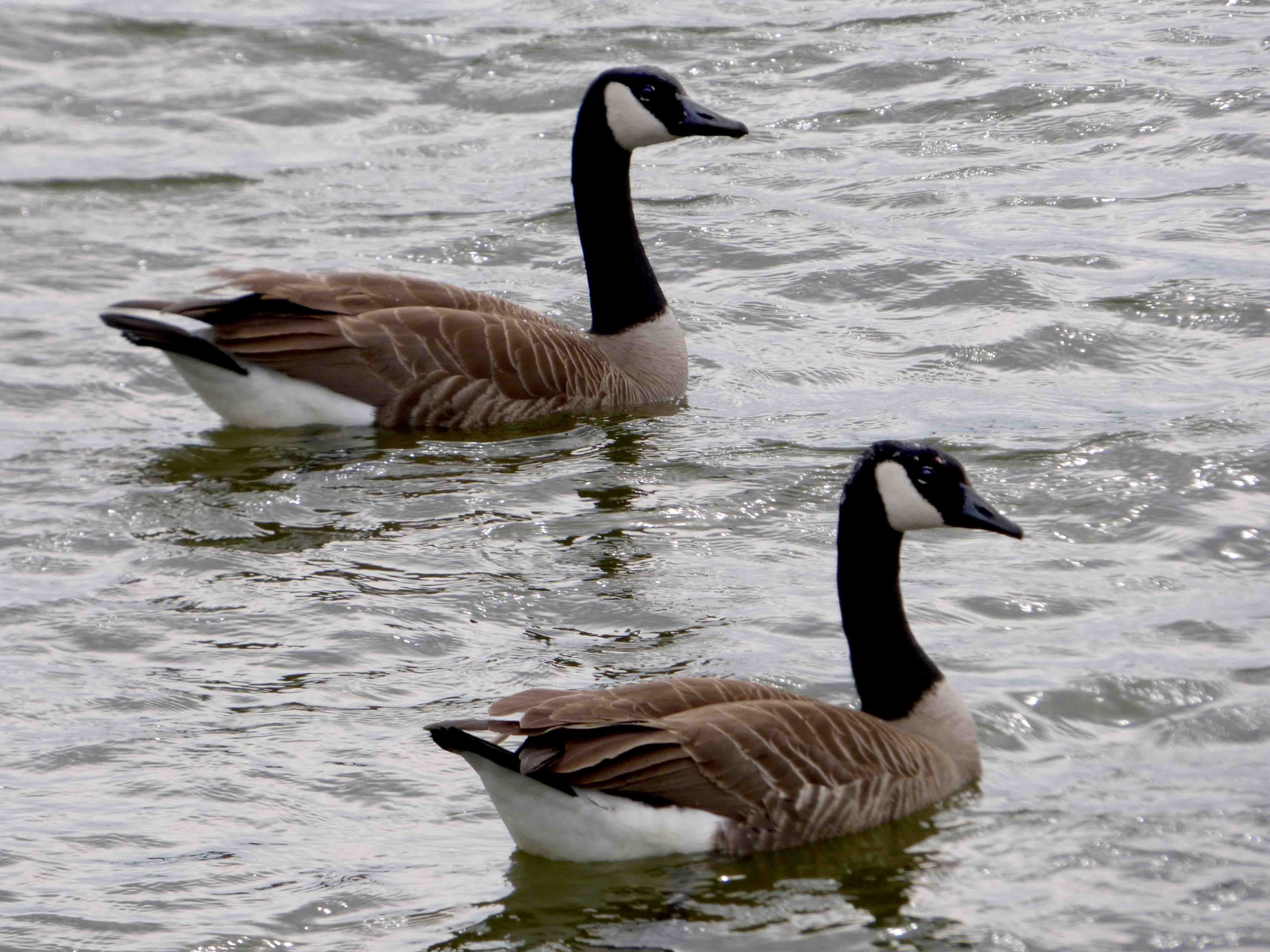water, canada Goose, 4K, animal, water Bird, spring, black, lake, Wetlands, geese, Washington, high tide, canadian, two, brown, Canadian Geese, animals In The Wild, HD Wallpaper