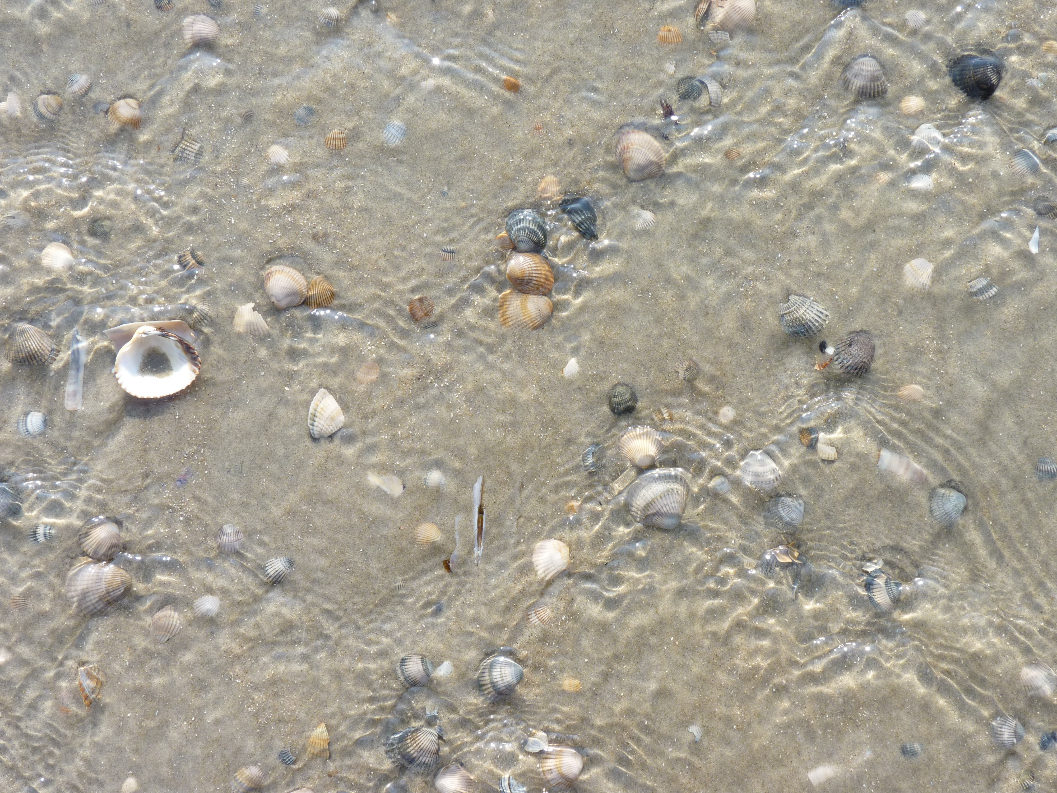 sea, transparent, shallow, animal, high angle view, pebble, backgrounds, low tide, beauty in nature, group of animals, marine, no people, nature, water, HD Wallpaper
