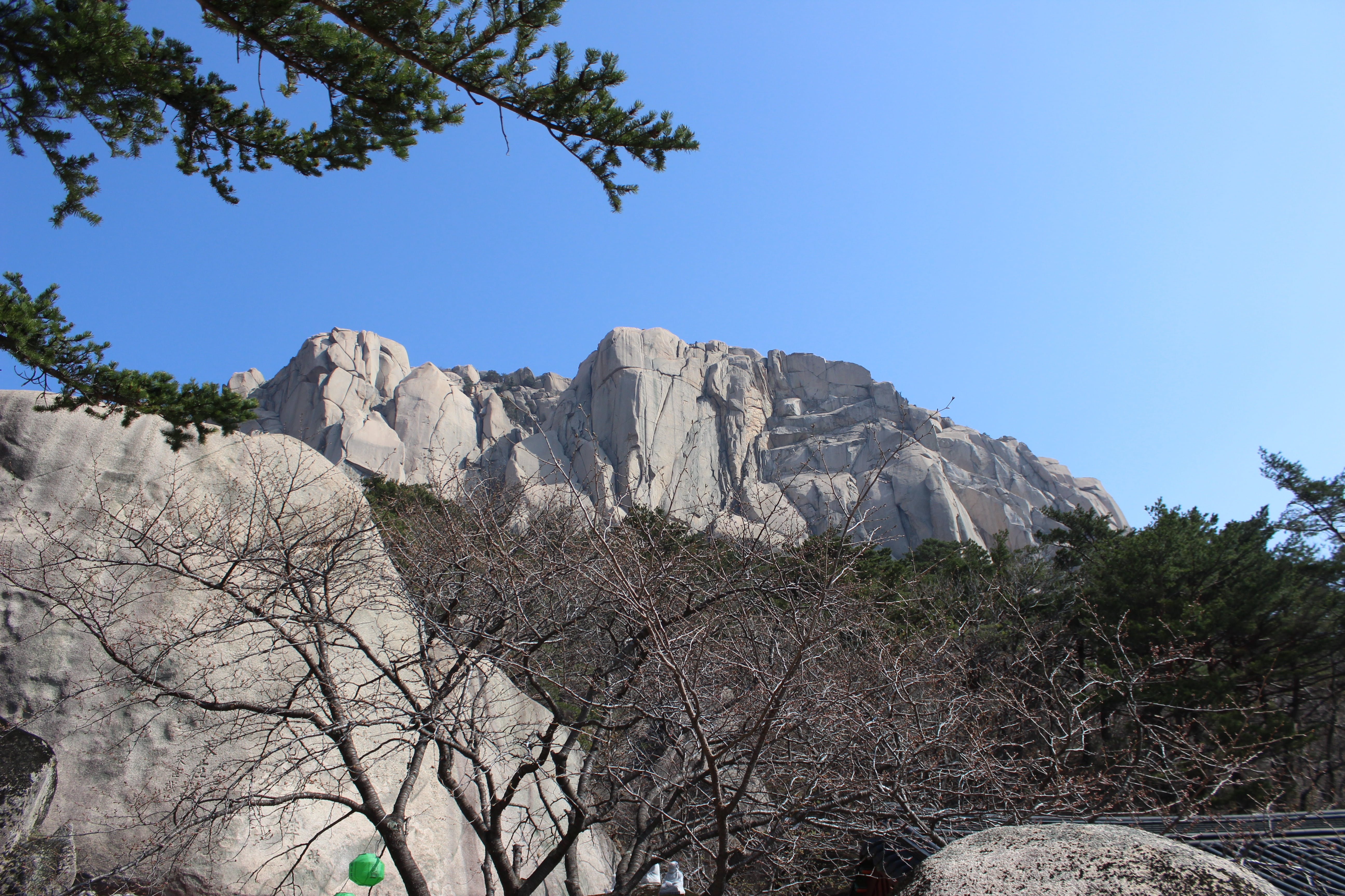 scenics - nature, rock - object, ulsan rock, growth, no people, nature, rock, tree, solid, outdoors, low angle view, 5K, tranquility, coniferous tree, HD Wallpaper