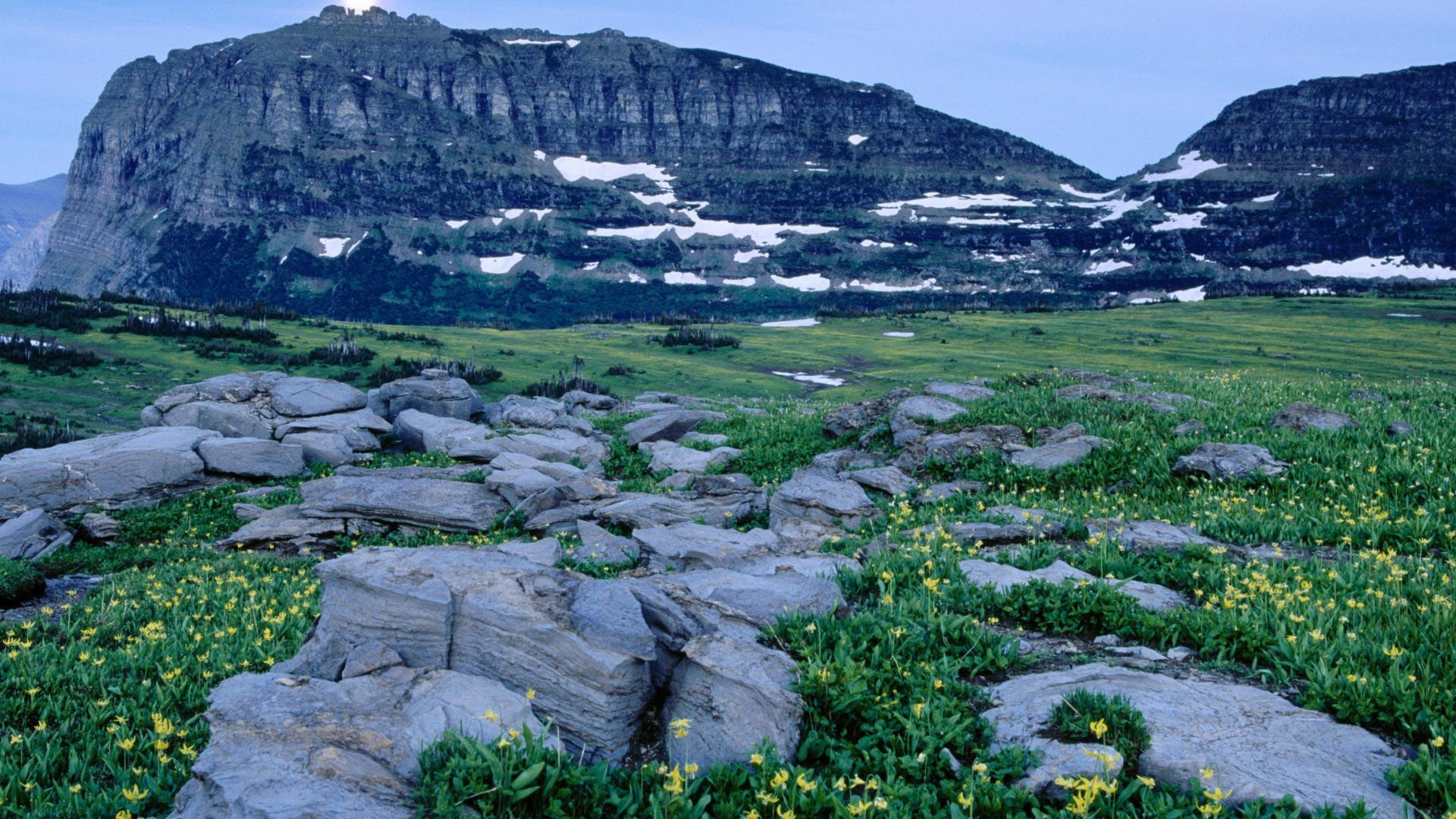 national, logan, flowers, glacier, 1080P, park, rocks, mountains, HD Wallpaper