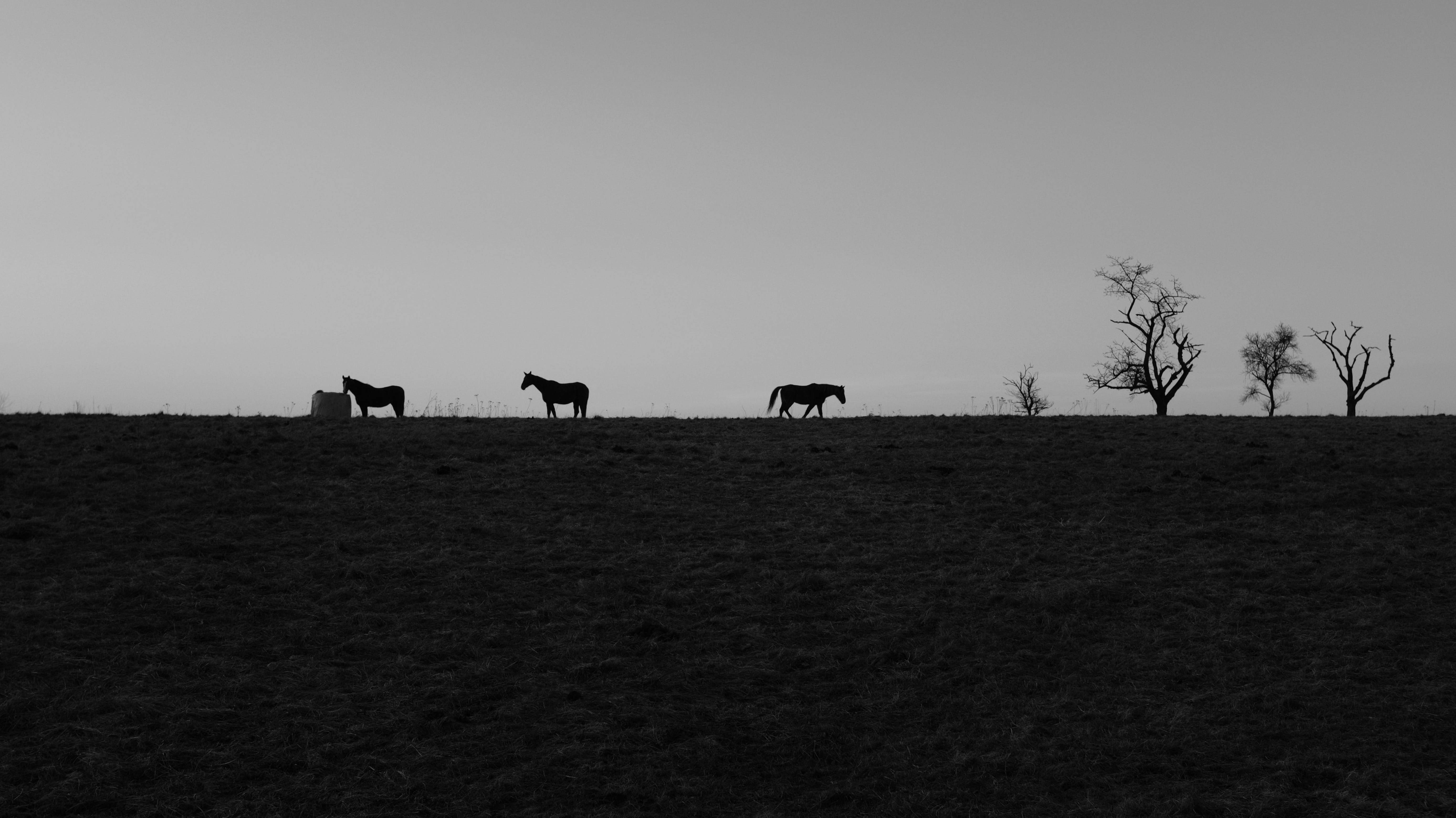 field, treens, cattle, 5K, split, sky, group of animals, mountains, habitat, animal themes, plant, animal wildlife, black and white, pets, animals, silhouette, HD Wallpaper