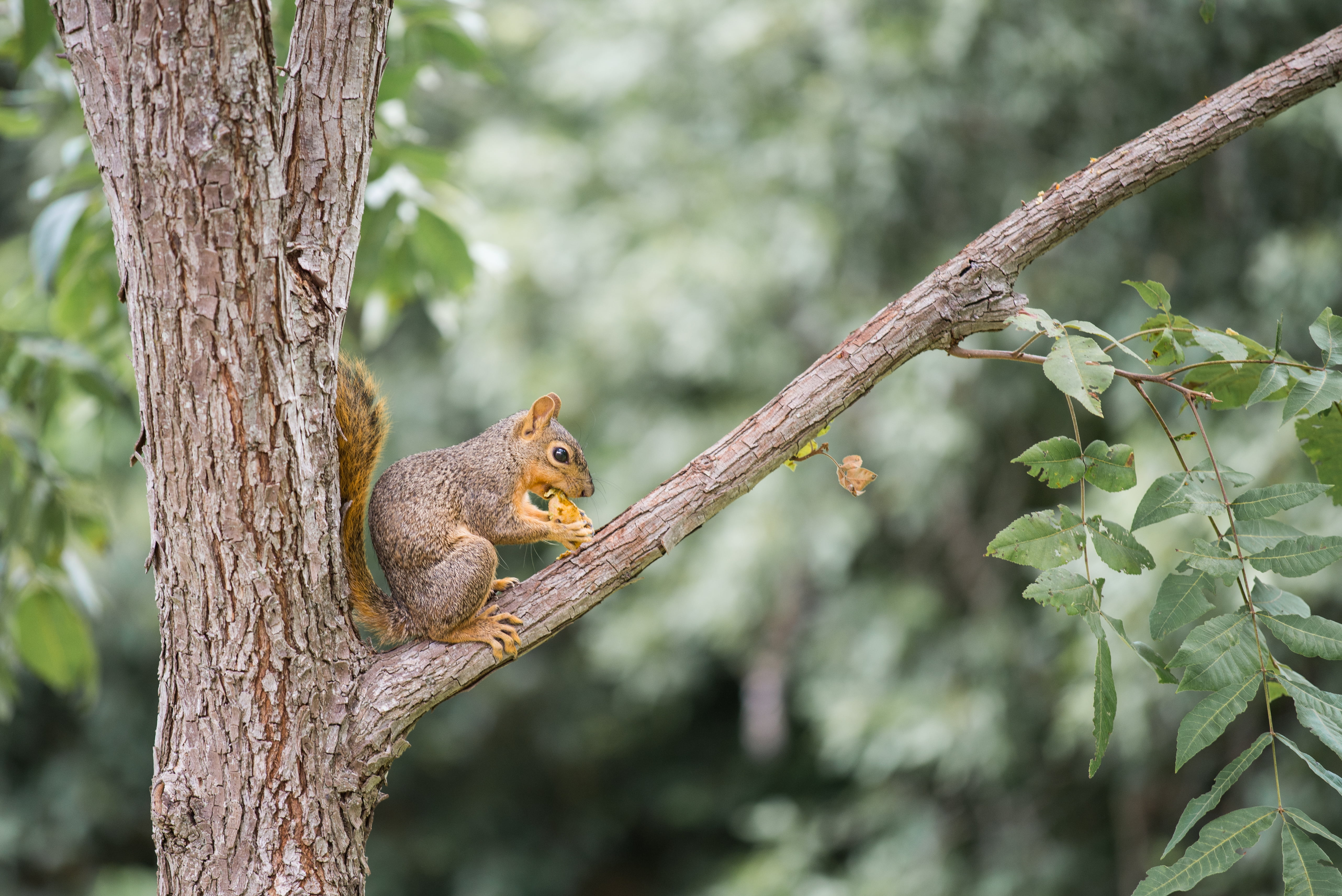 tail, squirrel, wildlife, brown, nut, eating, branch, Pecan, nature, treen, outdoors, forest, rodent, steal, tree, animal, eat, 5K, Thief, HD Wallpaper