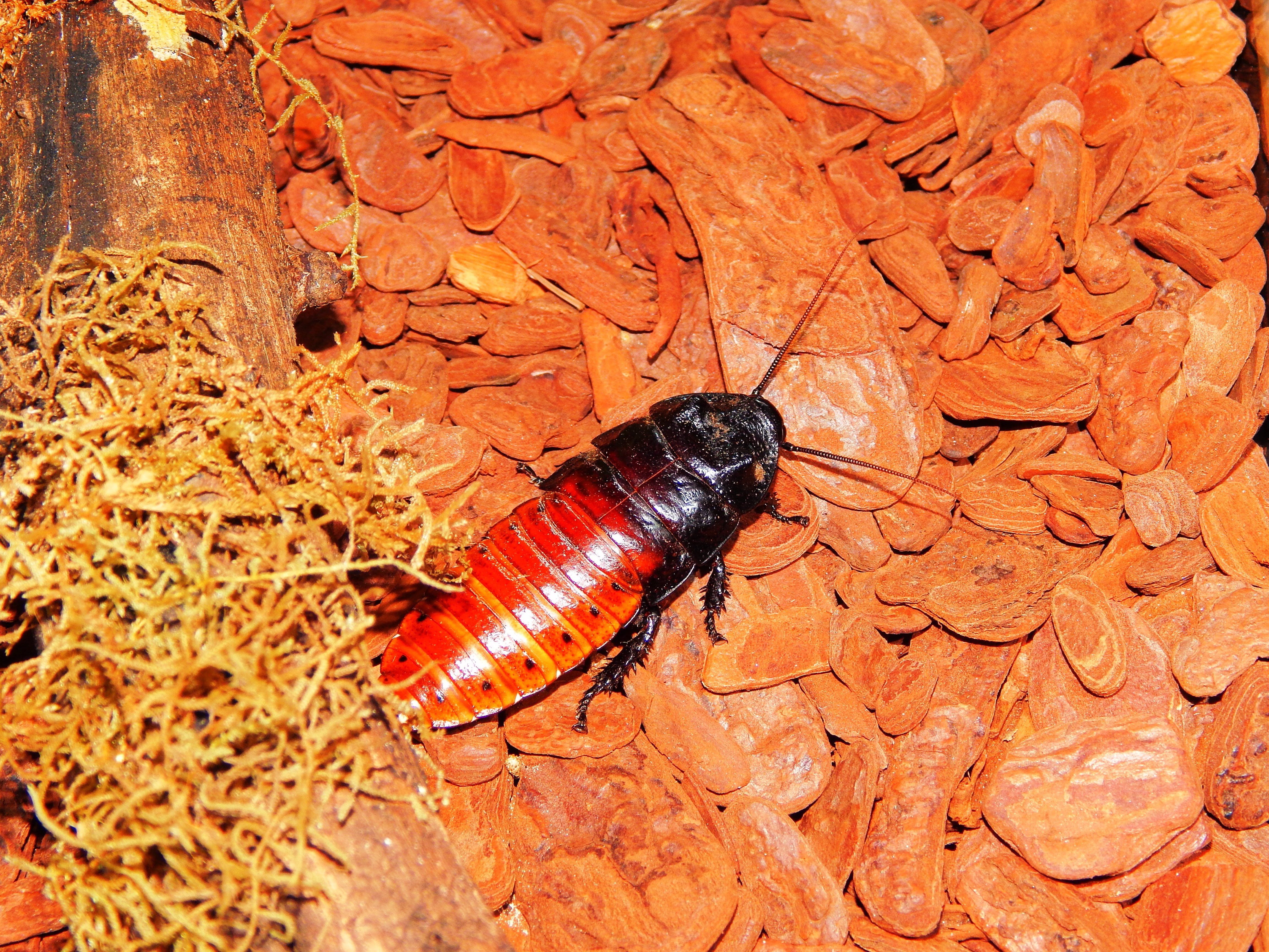 cockroach-of-madagascar, animals in the wild, outdoors, close-up, one animal, animal, red, animal themes, terrarium, day, invertebrate, madagascar, portentous gromphadorhina, HD Wallpaper