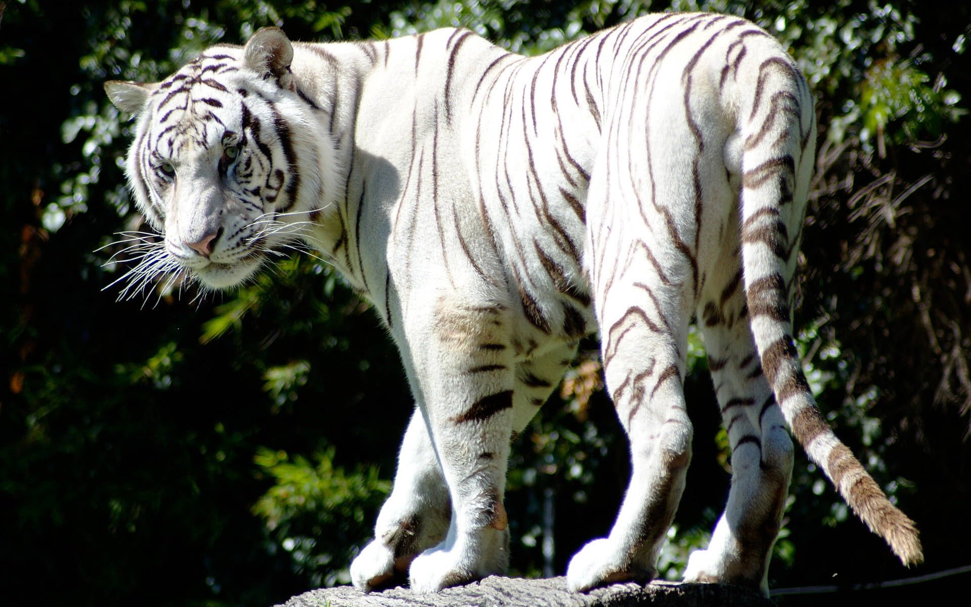 white, rare, 1080P, tiger, HD Wallpaper