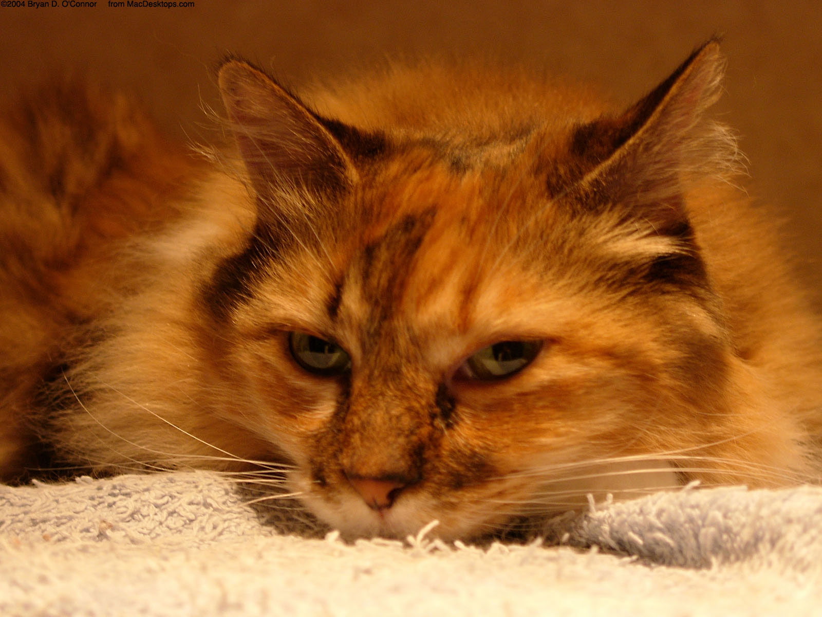cat, rare, 720P, HD Wallpaper
