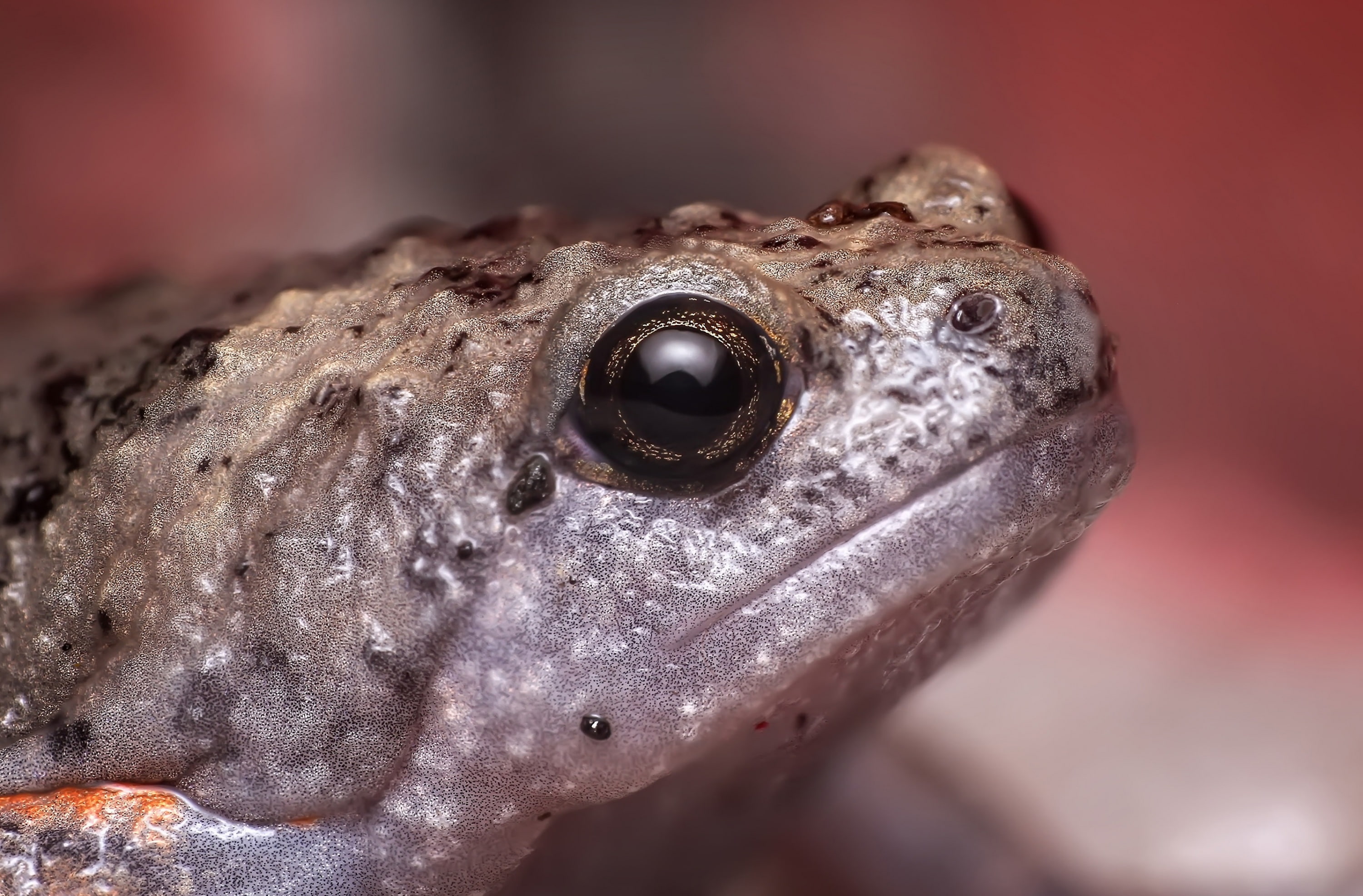 lizard, no people, animal head, body part, nature, gecko, focus on foreground, frogeye, animal wildlife, Frog, Reptiles and Frogs, animal eye, 2K, herpetofauna, HD Wallpaper