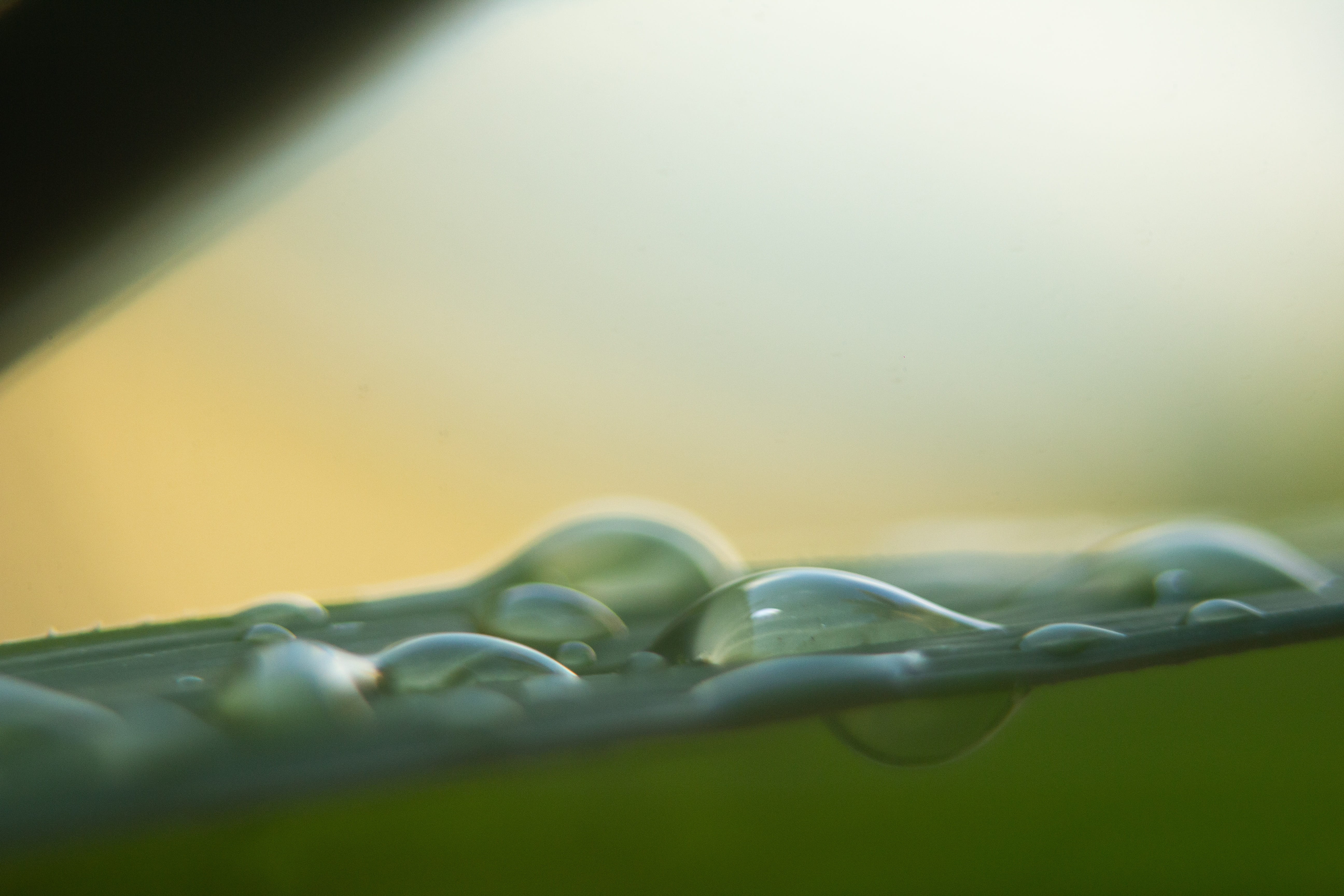 grass, robin paredes, garden, studio shot, freshness, drop, copy space, indoors, plant, food and drink, leaf, wellbeing, beauty in nature, wet, raindrops, HD Wallpaper