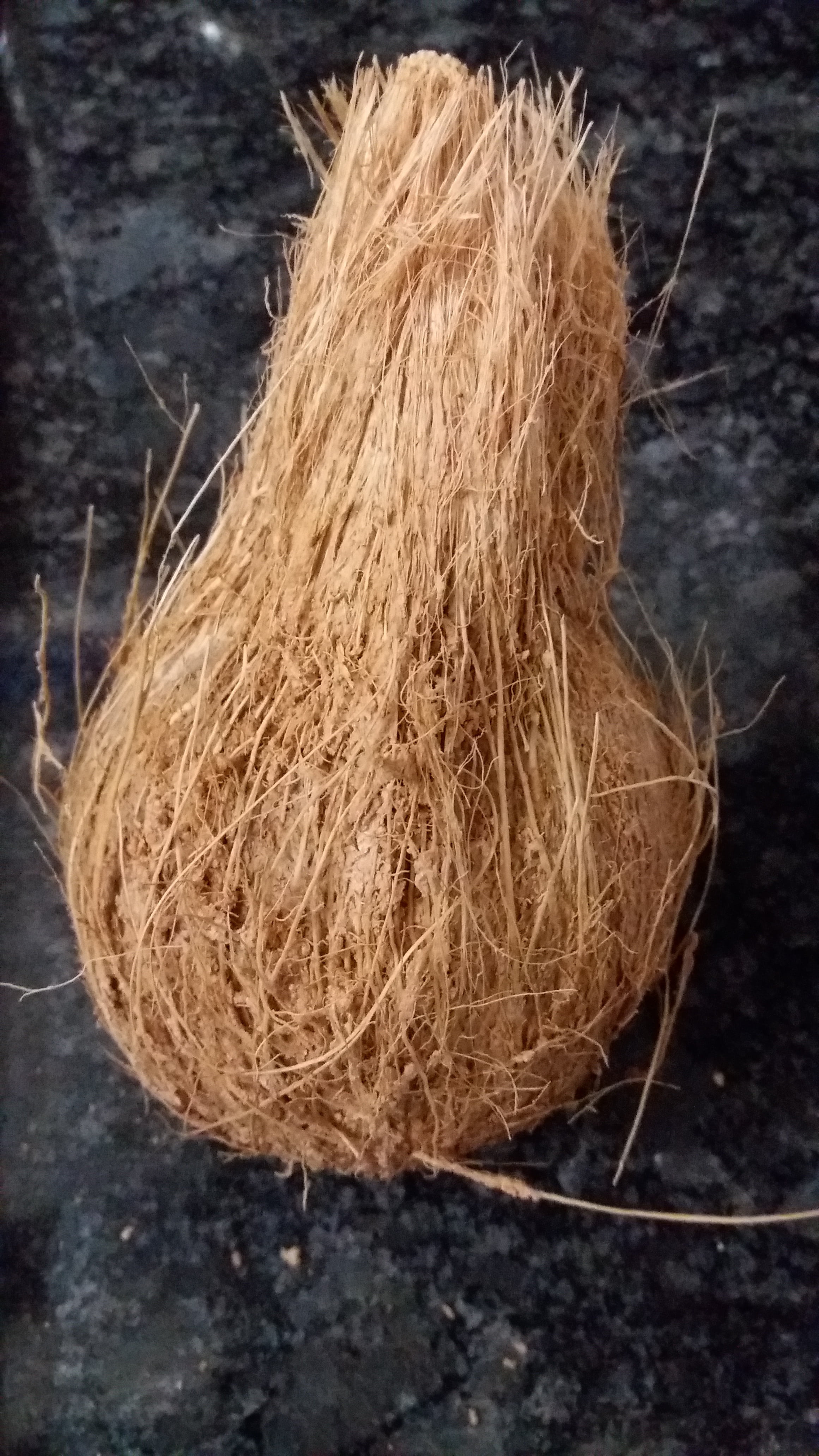 animal nest, tangled, twig, brown, land, high angle view, vulnerability, straw, messy, hair, coconut, plant, fruit, focus on foreground, no people, dry, Phone HD Wallpaper