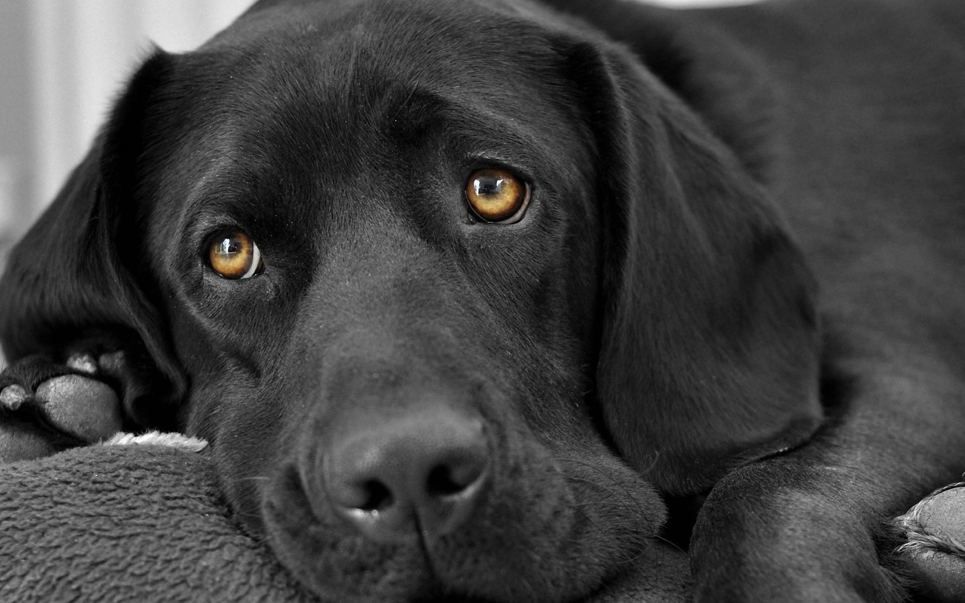 dog, friend, sensitive, eyes, animal, brown, 1080P, animals, magic, black, HD Wallpaper