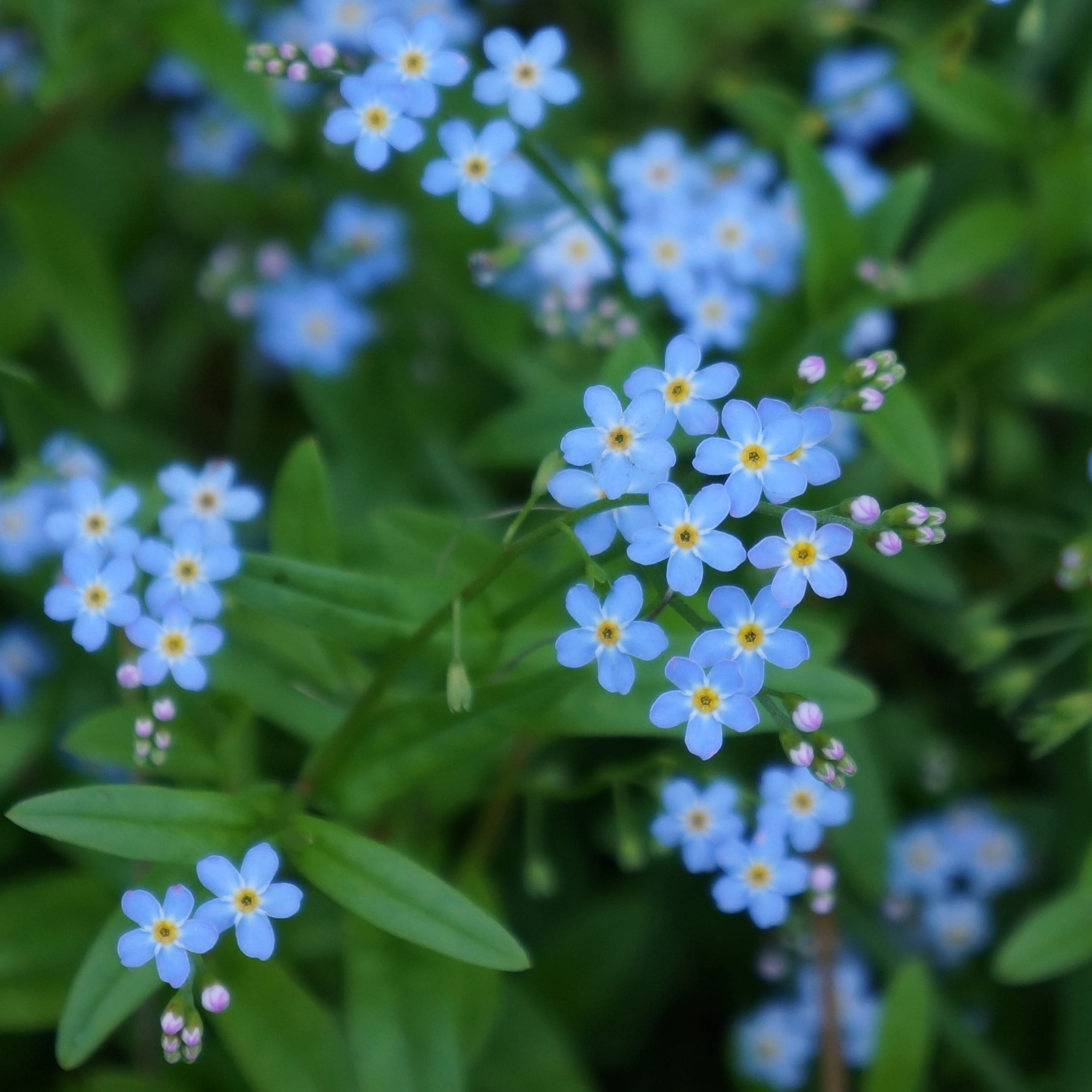 vulnerability, flower, day, inflorescence, no people, growth, myosotis, outdoors, focus on foreground, plant, petal, fragility, flower head, close-up, sensitive, Phone HD Wallpaper