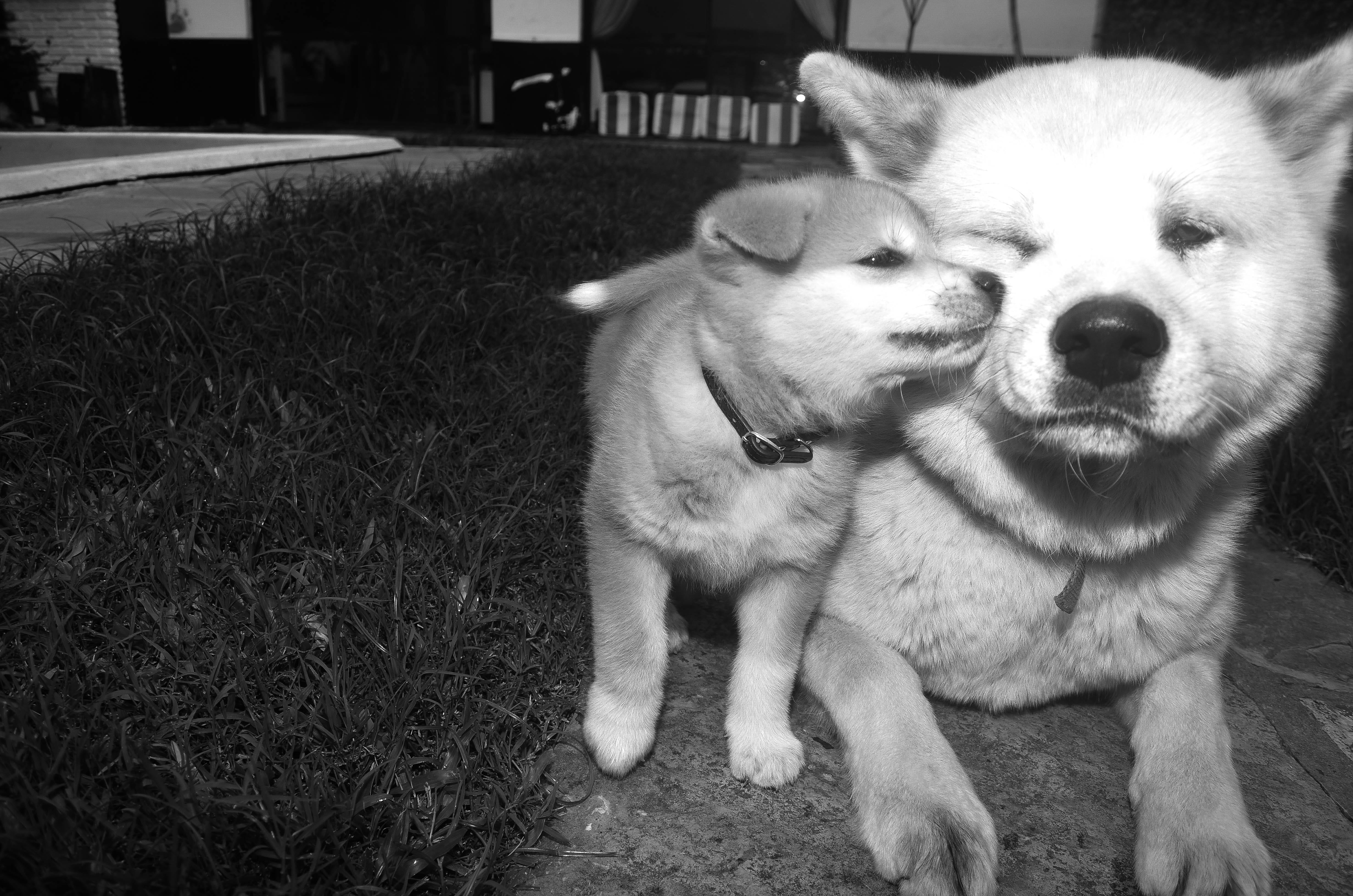 4K, love, dog, Akita Inu, young animal, race, one animal, animal themes, in black and white, vertebrate, pets, grass, domestic, Dogs, sensitivity, Family, HD Wallpaper