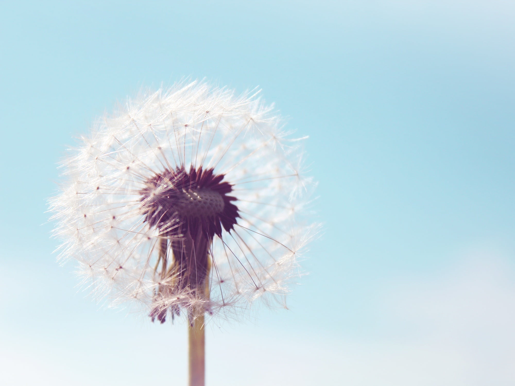 flying seeds, blue, fragility, dandelion, summer, blossom, flowering plant, plant stem, seeds, sky, freshness, flower head, sensitive, back light, beauty in nature, HD Wallpaper