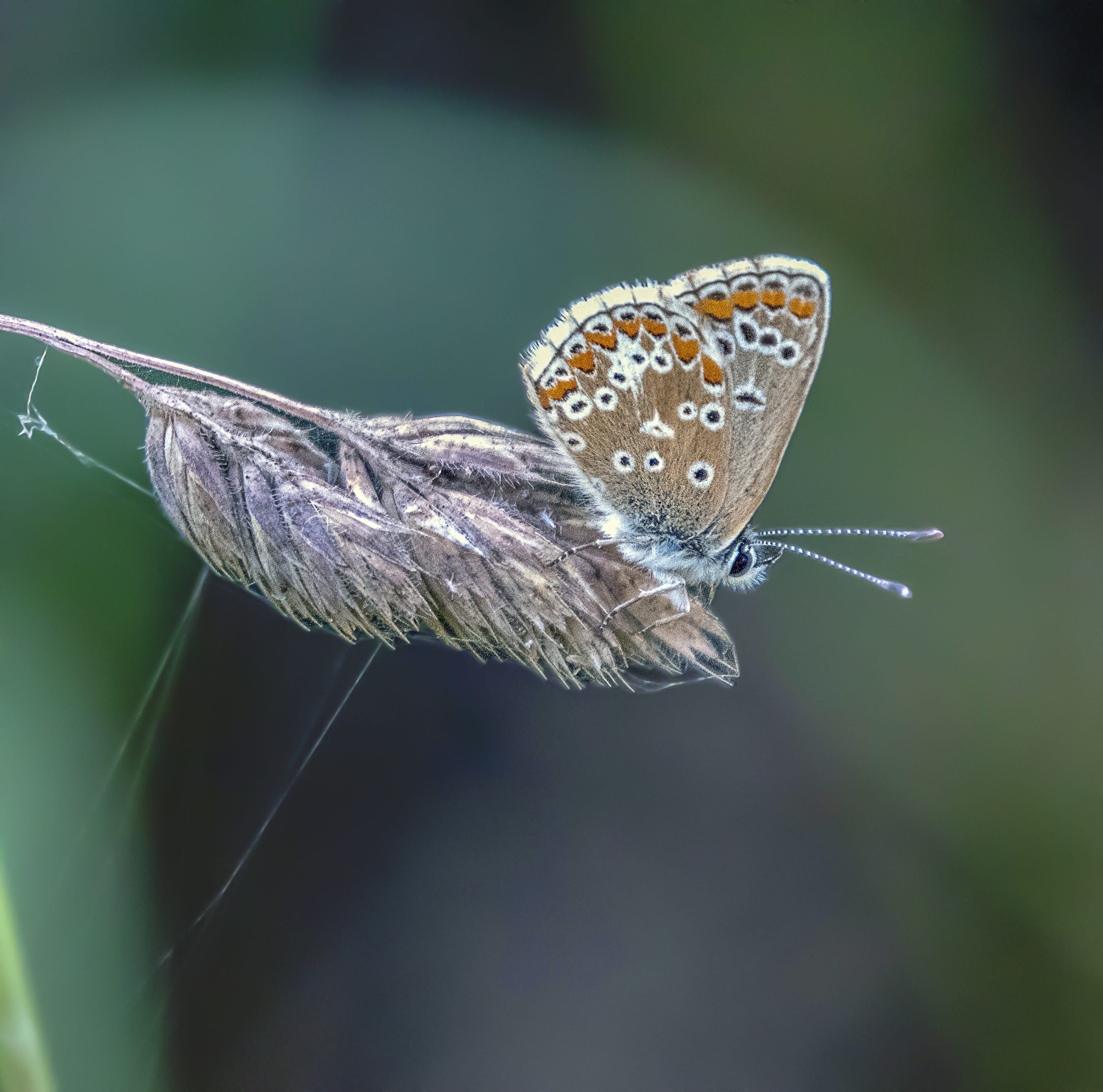 seed-head, close-up, outdoors, grass, invertebrate, antenna, plant, beauty in nature, insect, animal, butterfly, no people, wing, tender, focus on foreground, HD Wallpaper