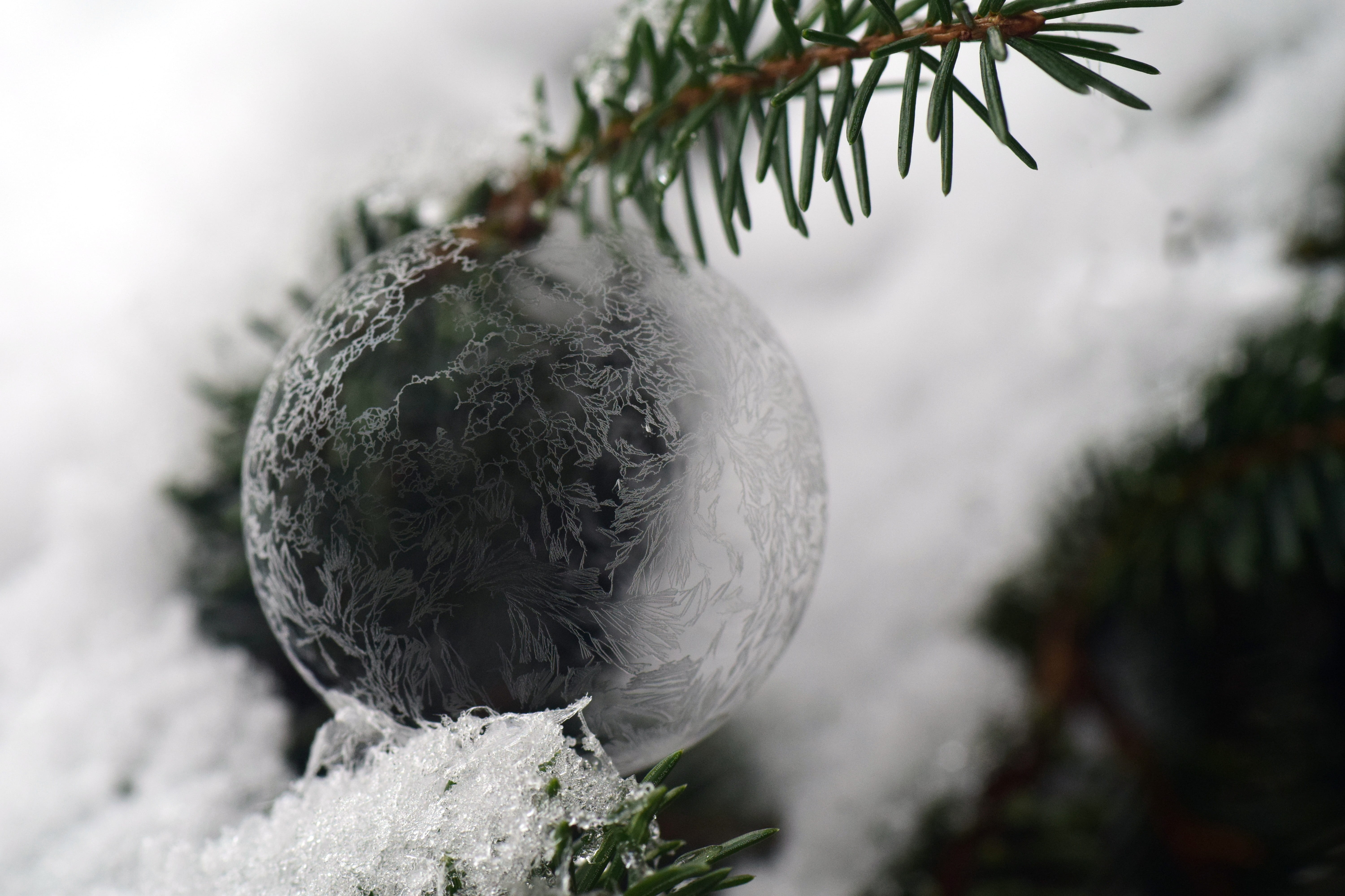 5K, focus on foreground, decoration, coniferous tree, holiday, clear, filigree, nature, pine tree, cold temperature, christmas decoration, beautiful, christmas ornament, HD Wallpaper