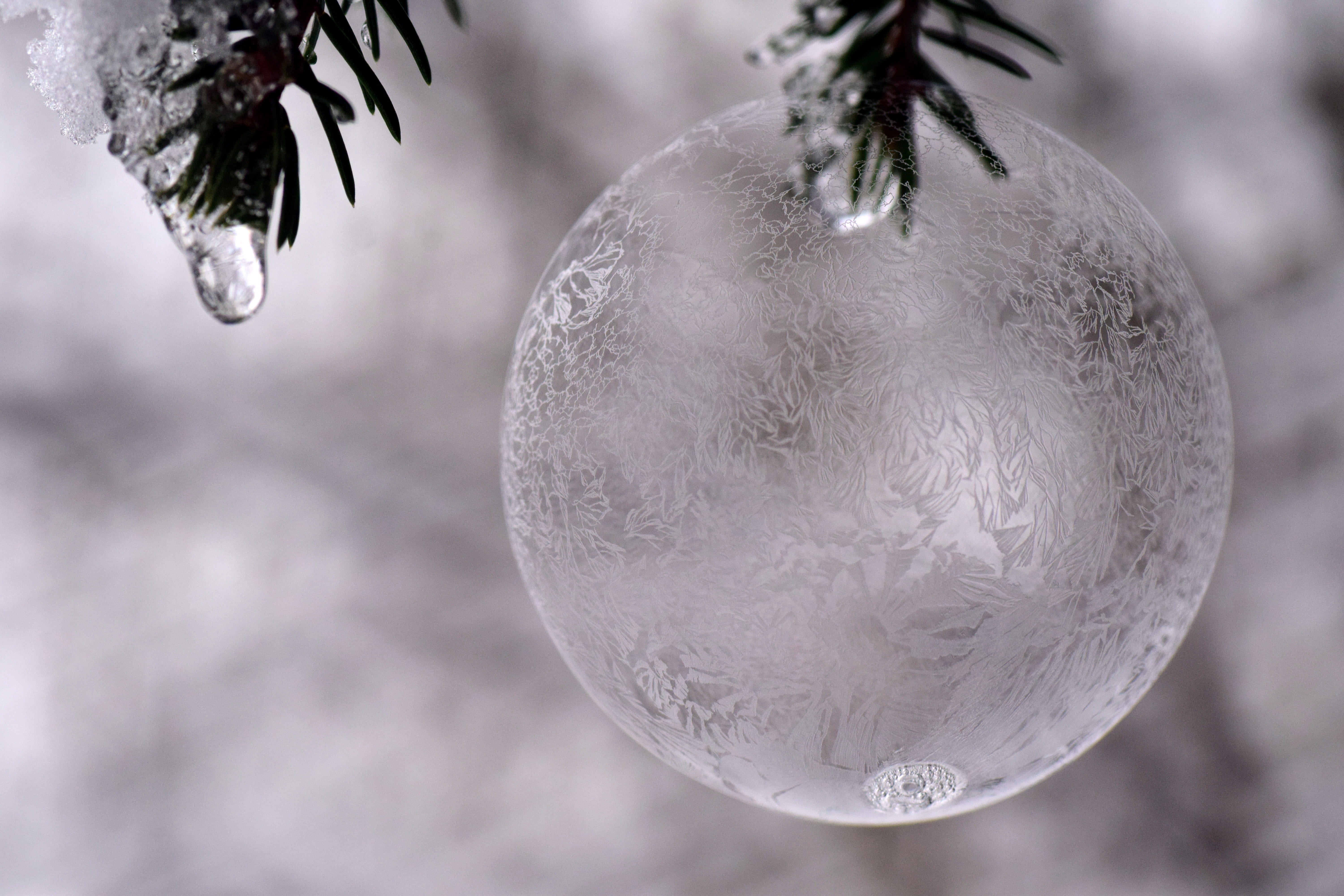 christmas ornament, holiday, structure, close, snow, tree, filigree, christmas decoration, cold temperature, christmas bauble, cold, ball, nature, ice ball, HD Wallpaper