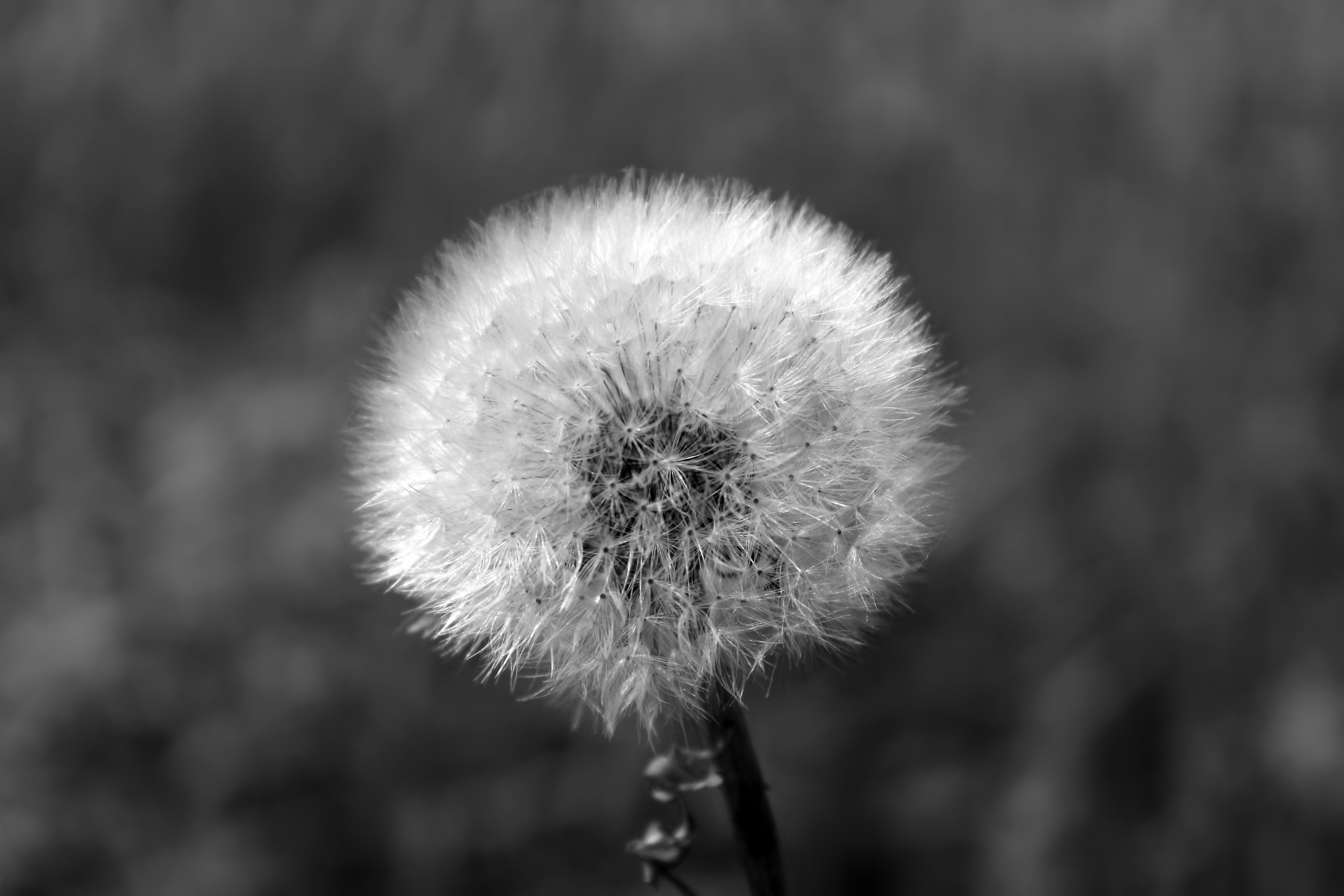 tranquility, plant, growth, selective focus, black and white, vulnerability, wild flower, pollen, woolly, softness, sensitive, samenfasern, fragility, day, HD Wallpaper