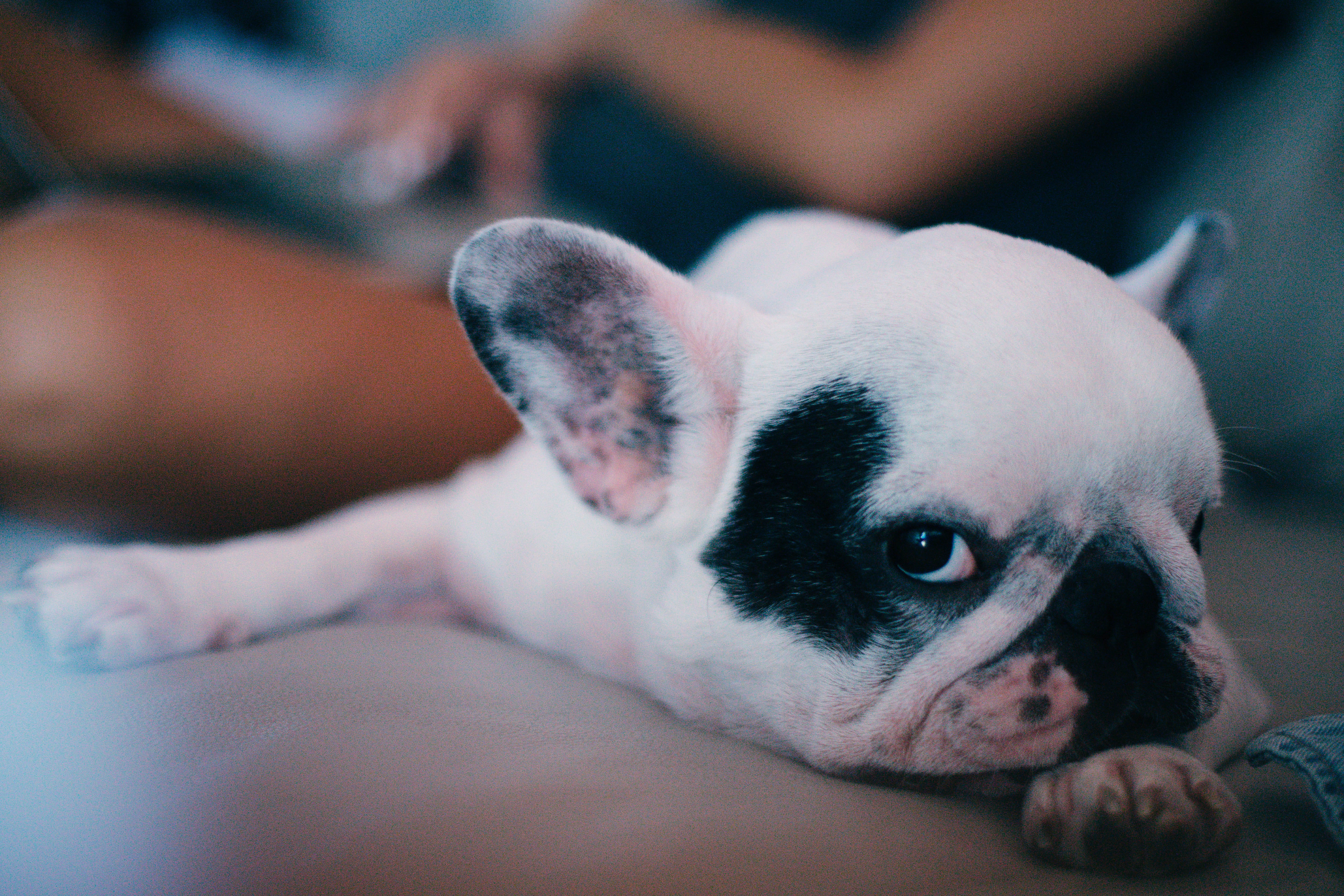 dog, animal head, human limb, lifestyle, frenchbulldog, mood, relaxation, domestic animals, dogs, united states, allergies, domestic, 5K, vertebrate, animal, HD Wallpaper