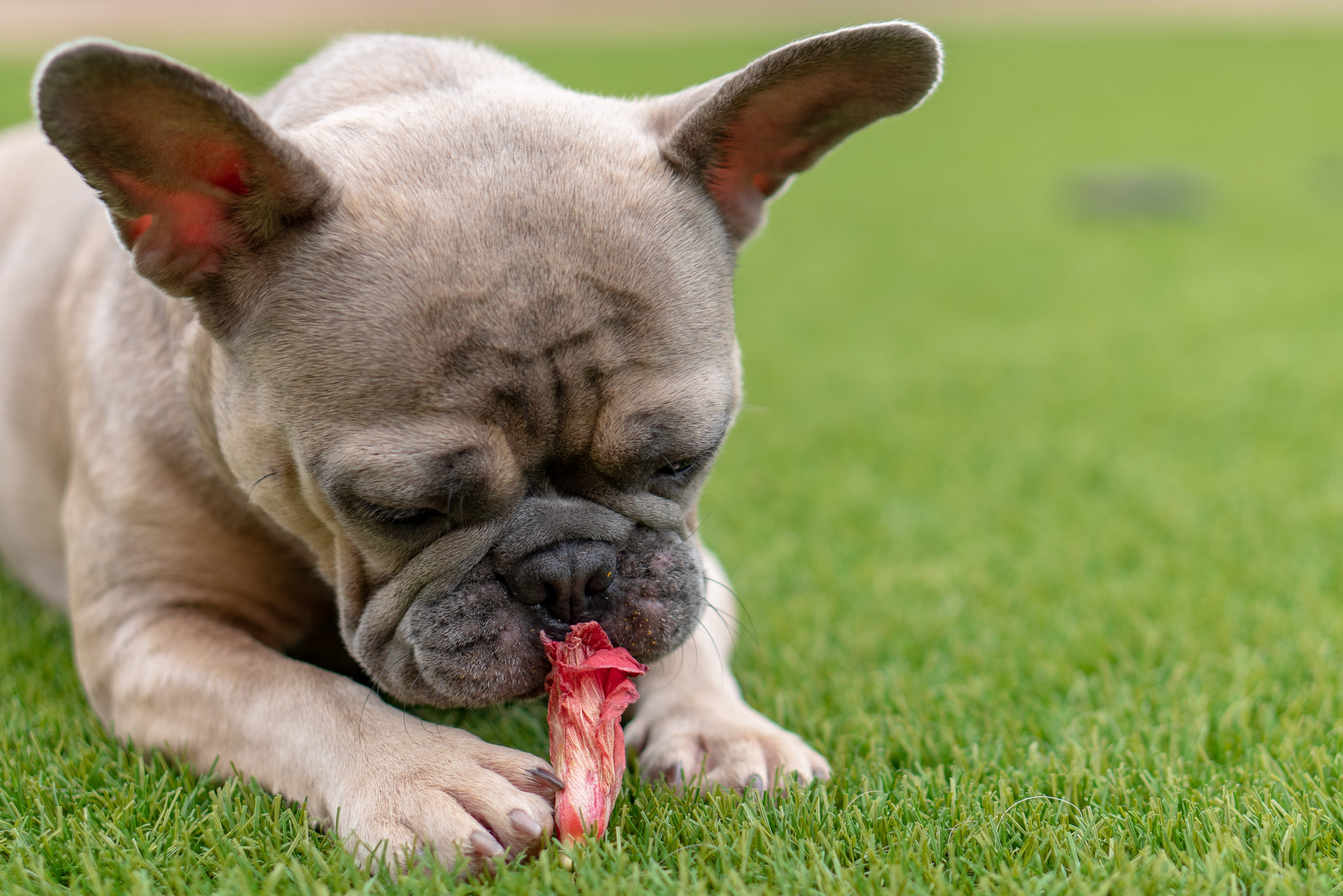 hibiscus, eyes closed, pets, sticking out tongue, fawn, mammal, plant, one animal, food, lawn, flowers, red, facial expression, close-up, dog, grass, domestic, HD Wallpaper