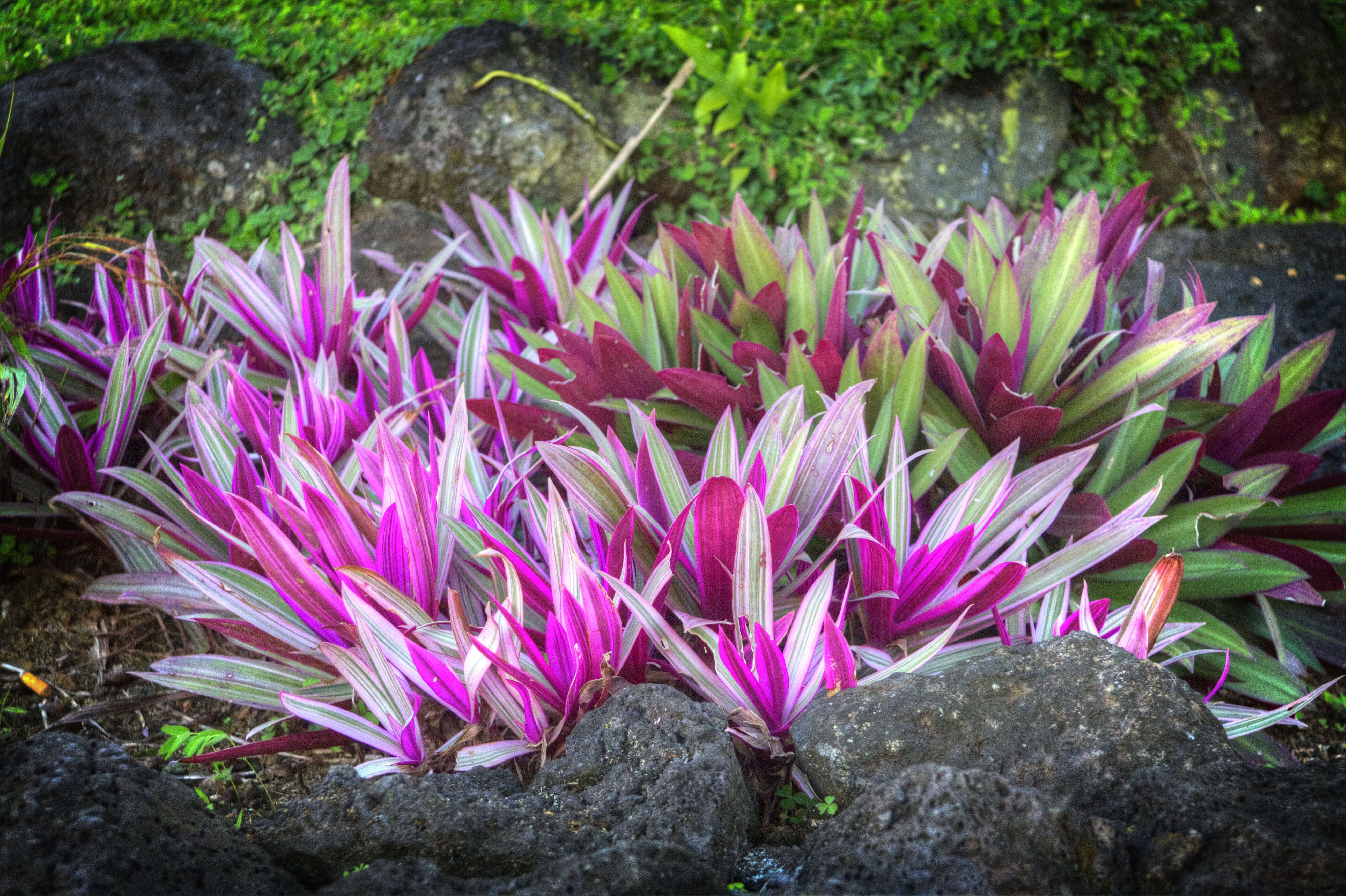 fragility, freshness, resort, life, day, species, meadow, foliage, vivid, flowering plant, stamen, samoa, allergies, focus on foreground, leaf, Flora, pink Color, HD Wallpaper