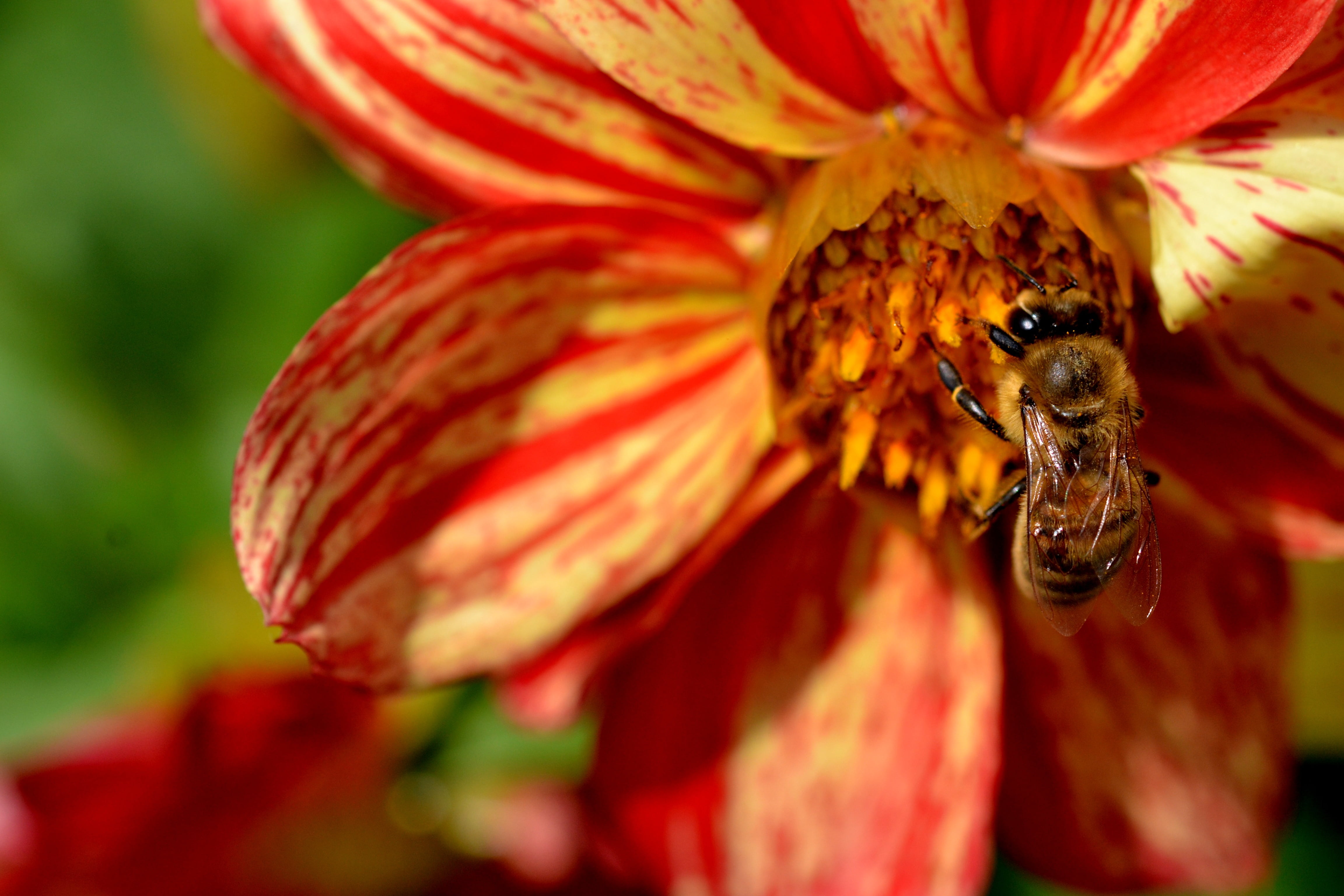 one animal, pollination, red, flower, nature, close-up, flowering plant, sunlight, growth, blossom, pollinate, busy, fragility, lunch, natural, industrious, HD Wallpaper