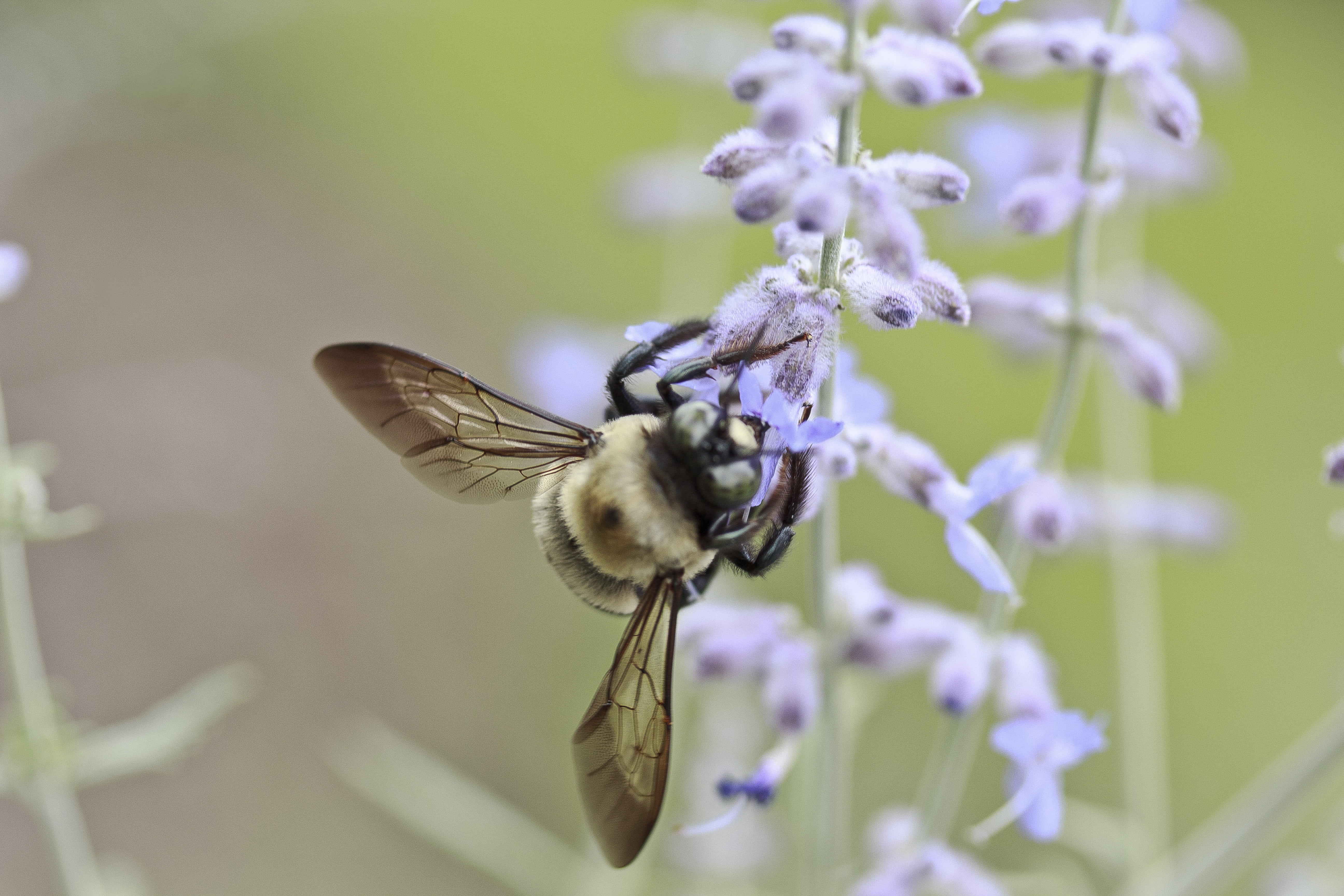 animal wildlife, bumble, animal themes, focus, petal, summer, butterfly - insect, shallow, outdoors, selective focus, animal, day, 5K, flower, vulnerability, HD Wallpaper
