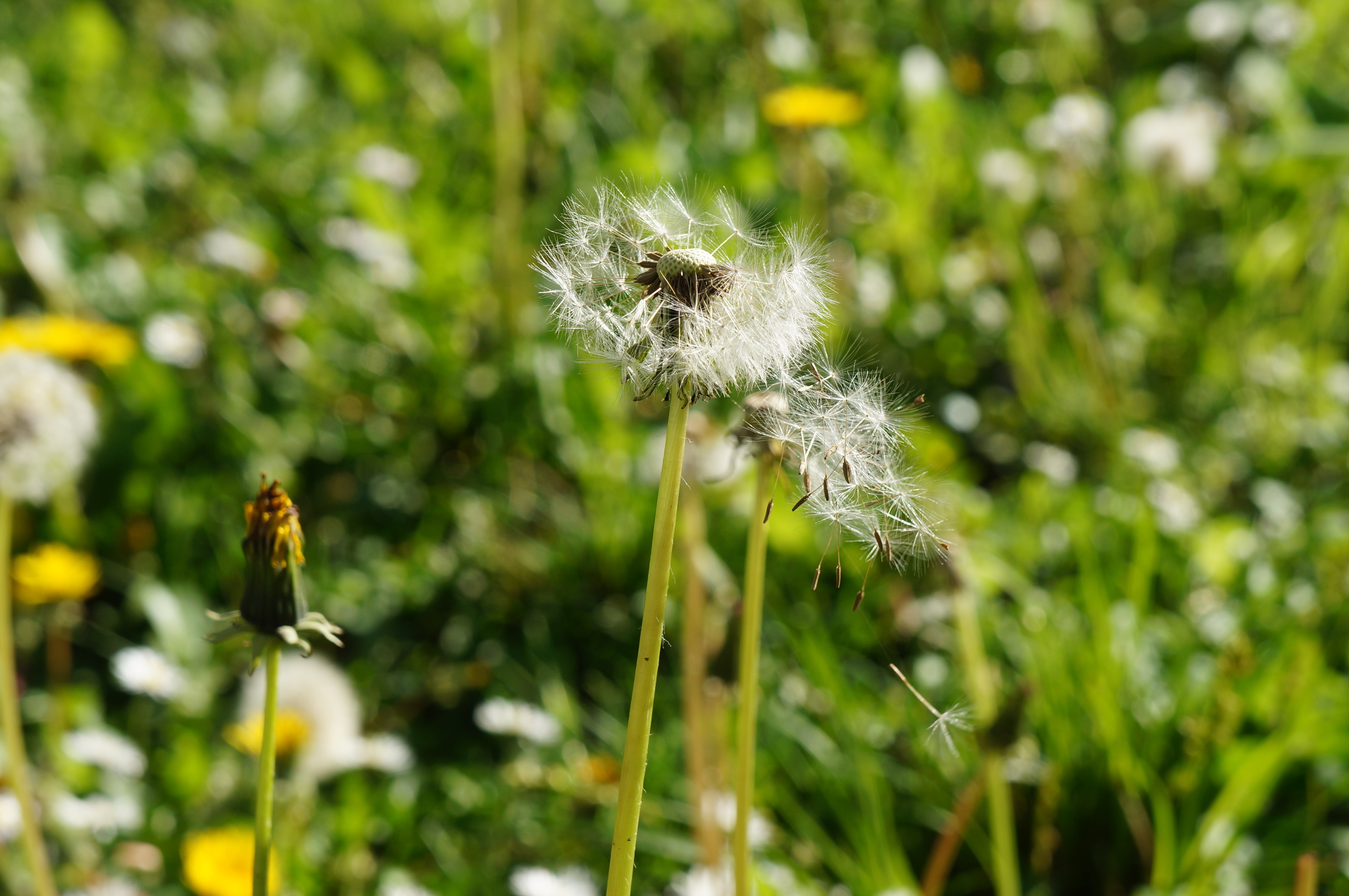 blossom, freshness, stem, pollination, selective focus, environment, growth, beauty in nature, no people, weed, softness, botany, fresh, bloom, springtime, HD Wallpaper