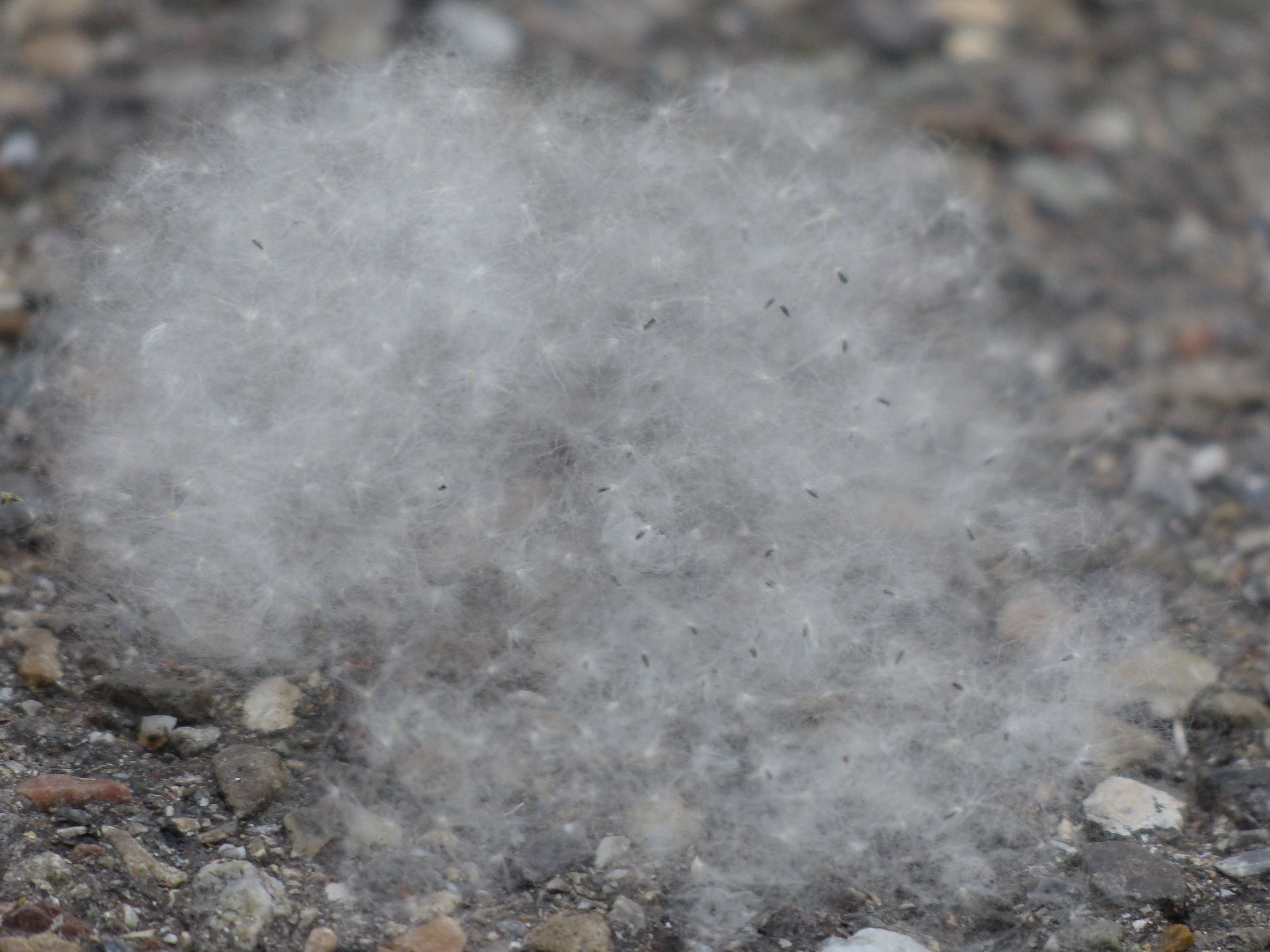 cottonwood fruit, rock - object, pattern, poplar cotton, geology, woolly, fluffy, hay fever, day, winter, marble, abstract, gray, full frame, rough, nature, HD Wallpaper