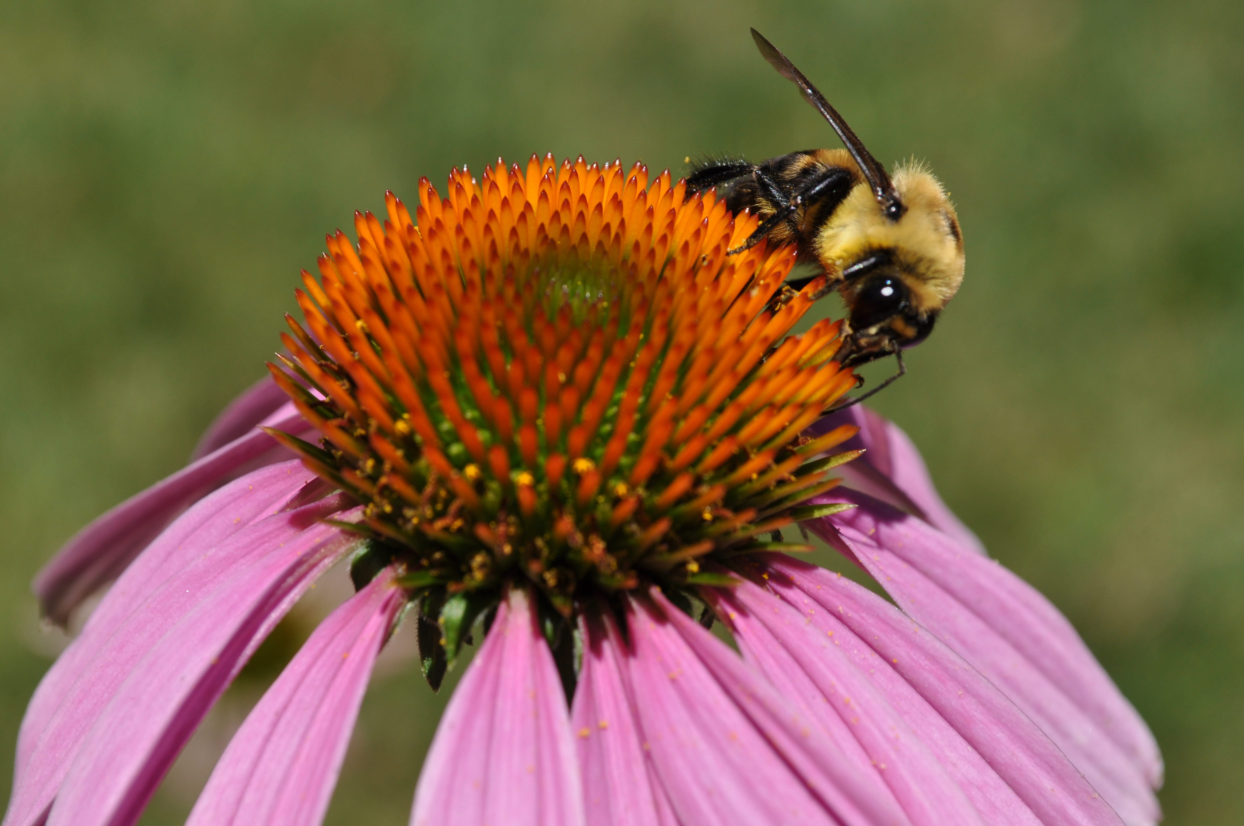summer, outdoors, animal wildlife, close-up, no people, busy, vulnerability, insect, pollination, one animal, flowering plant, inflorescence, heat, petal, HD Wallpaper