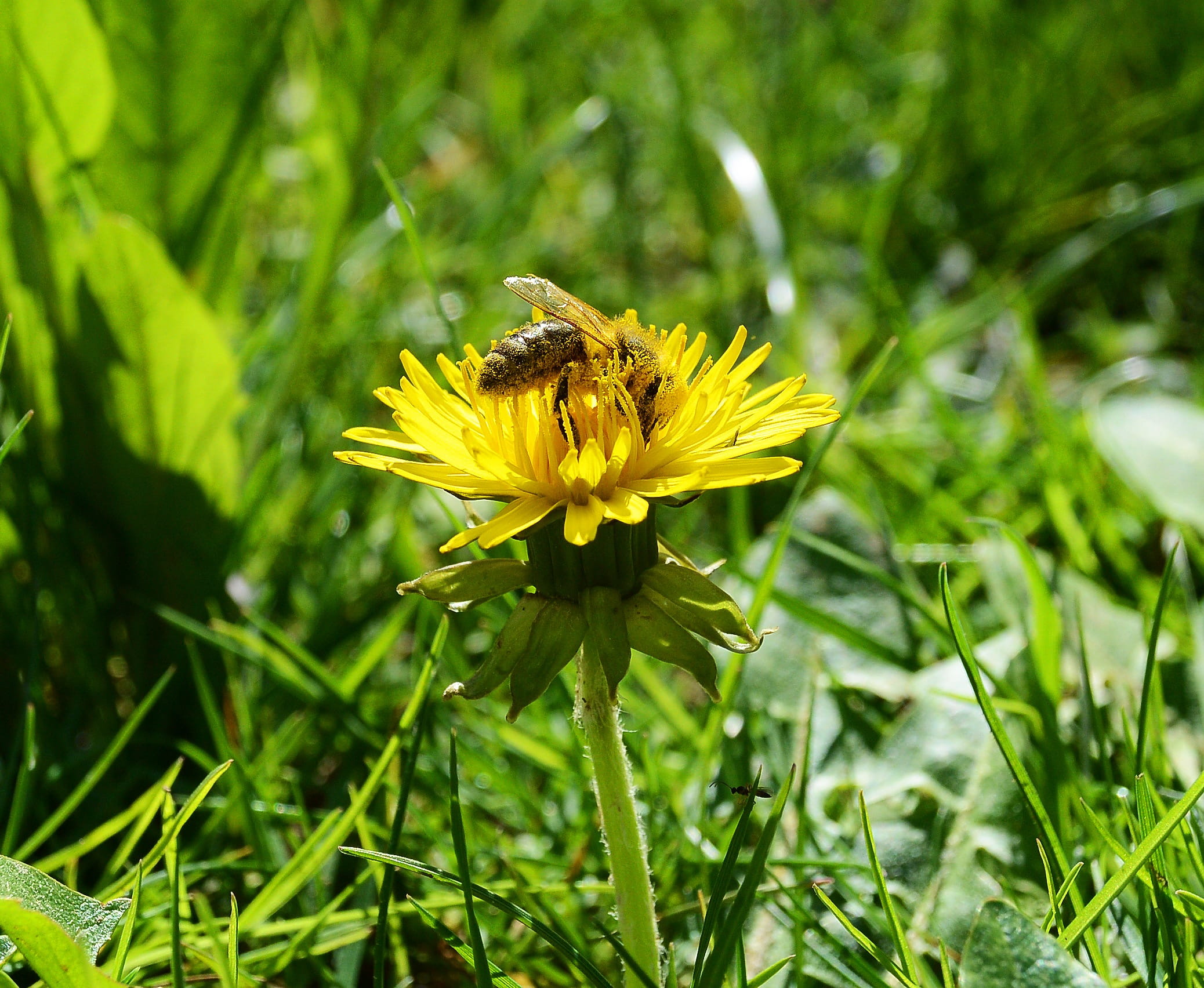 one animal, no people, animal, flower head, green Color, Honey Bee, Blossom, outdoors, yellow, petal, flower, fragility, animals in the wild, bee, bloom, HD Wallpaper