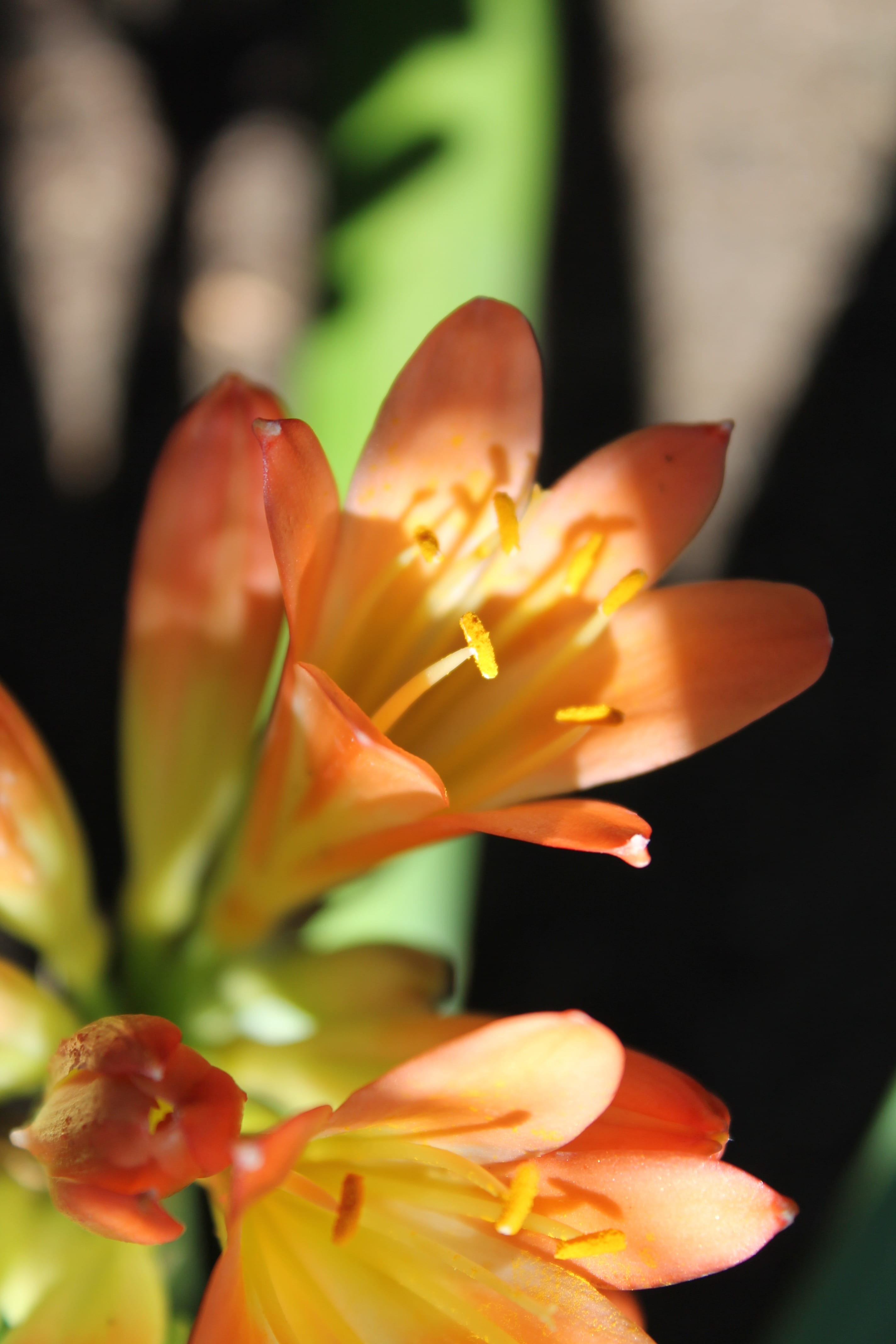 allergies, freshness, wildflower, wild, natural, delicate, flower head, garden, agriculture, orange color, botany, close-up, vivid, clivias, beauty in nature, Phone HD Wallpaper