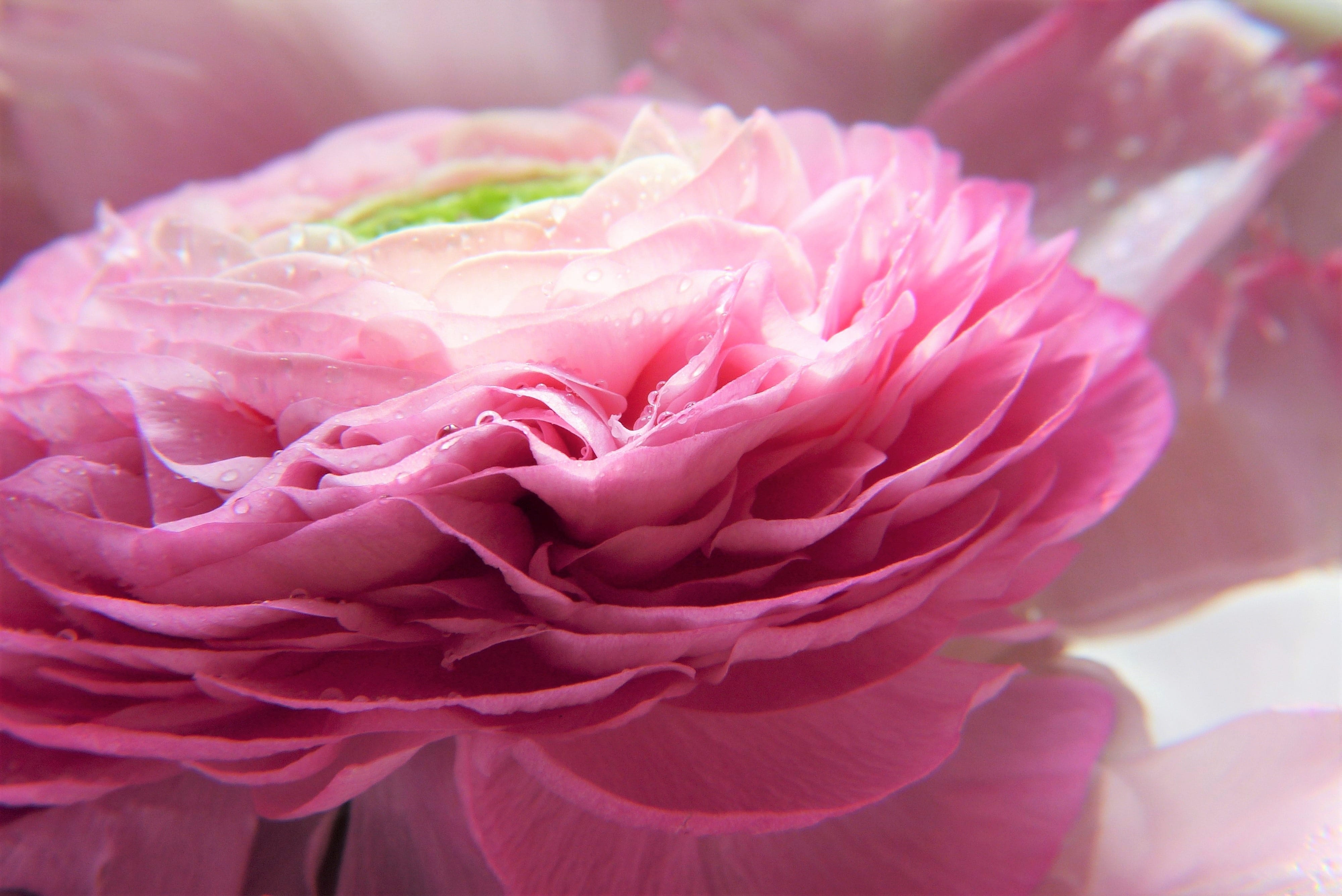 flower head, cosmetics, beauty, rose, ranunculus, plant, blossom, spring flowers, fragility, perfection, vulnerability, focus on foreground, ethereal, miracle, HD Wallpaper