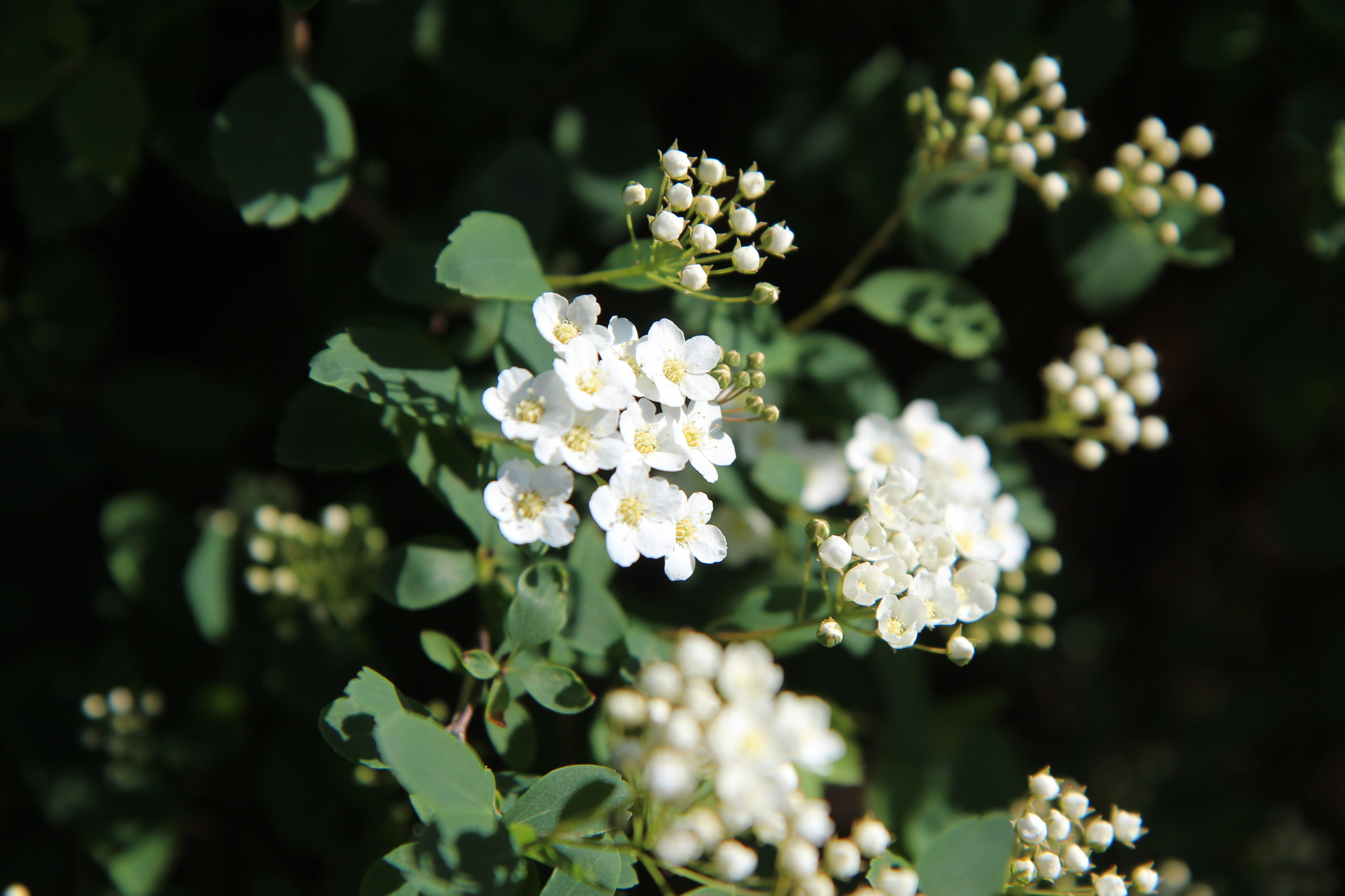 outdoors, beauty in nature, spring-flowering, white flowers, selective focus, flower arrangement, spring, springtime, 5K, nature, flower head, plant part, HD Wallpaper