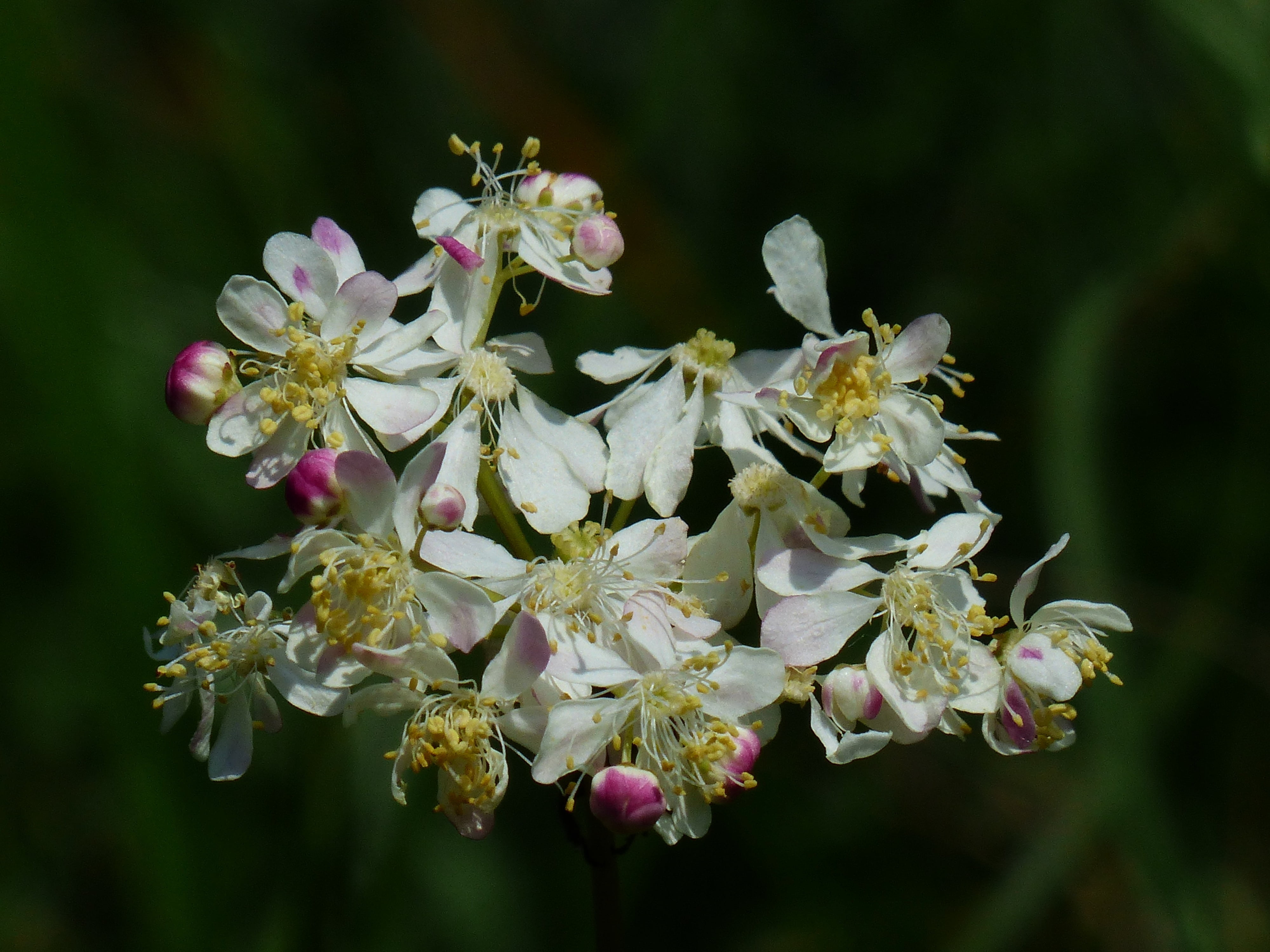 fragility, dropwort, flowering plant, meadowsweet, bloom, rose family, outdoors, wild plant, filipendelwurz, cherry blossom, plant, tubers goat, knolliges meadowsweet, HD Wallpaper