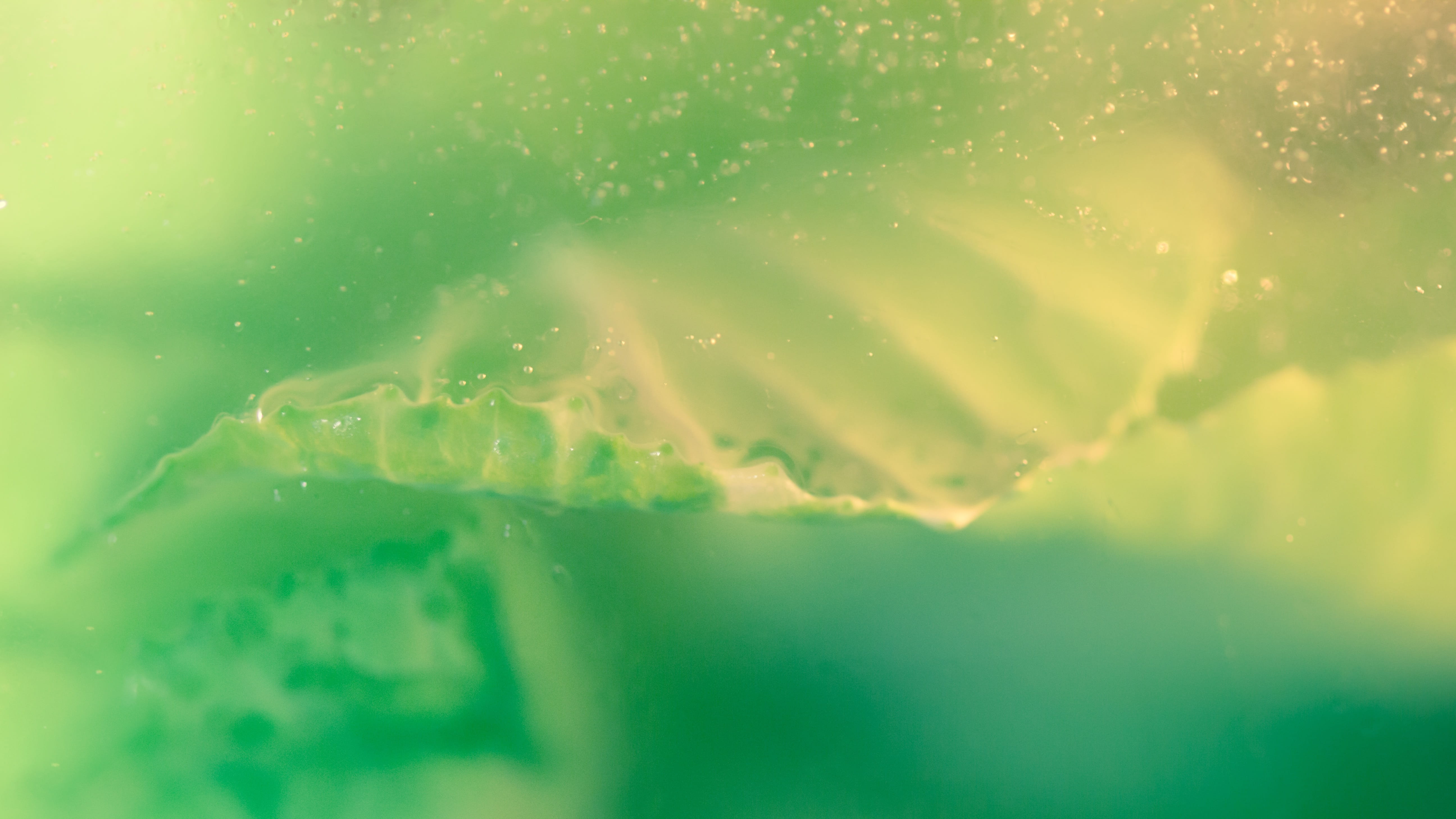 sea, plant, backgrounds, flying, green color, close-up, float, yellow, full frame, no people, fruit, purity, creative, freshness, 5K, still life, sensitive, HD Wallpaper