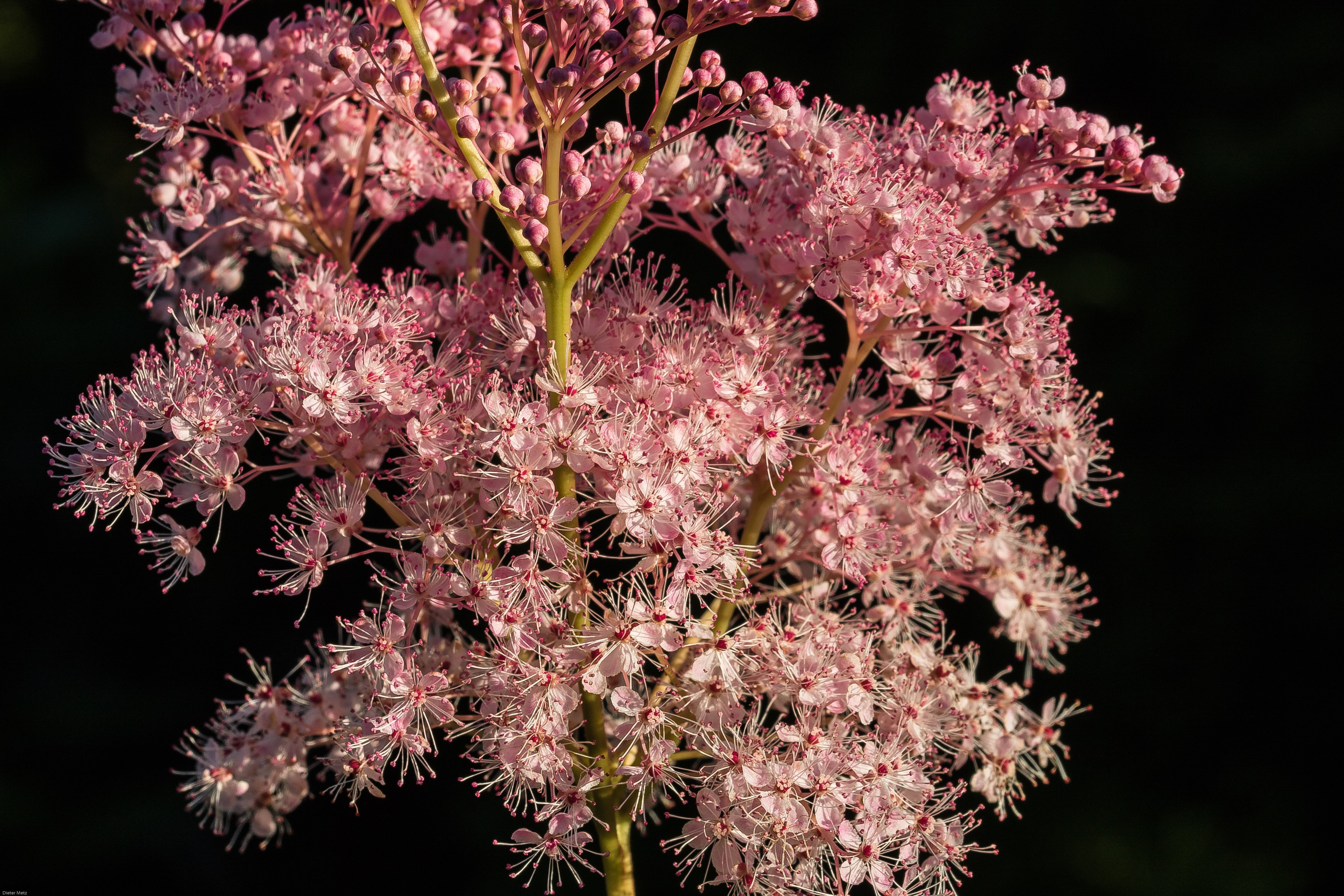 day, flower head, outdoors, beauty in nature, fragility, inflorescence, dropwort, plant, growth, meadowsweet, pink color, bloom, nature, bunch of flowers, HD Wallpaper