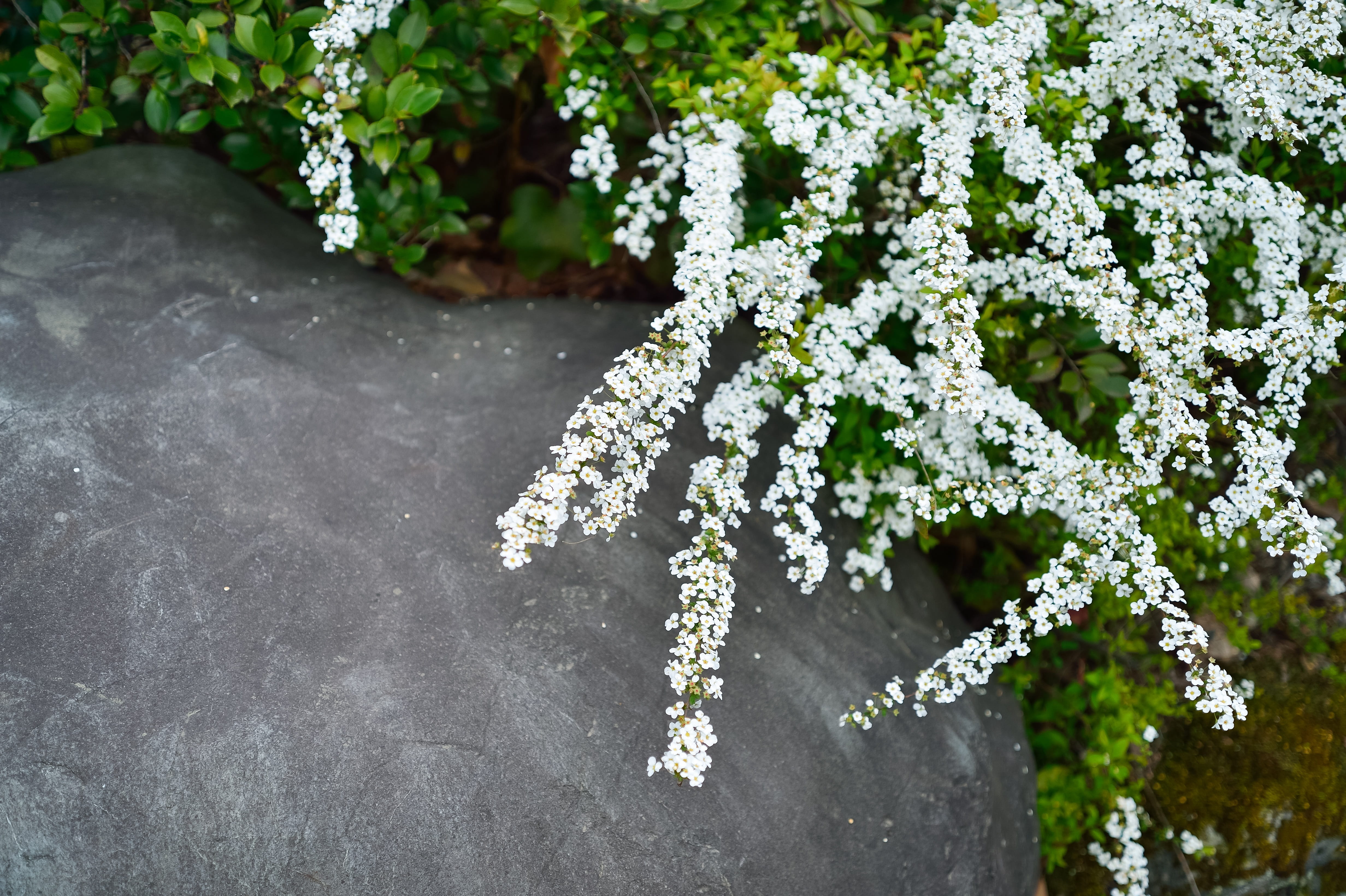 spring, japan, green color, close-up, natural, outdoors, fragility, white color, day, spiraea thunbergii, flower, flowering plant, 4K, bunch of flowers, HD Wallpaper
