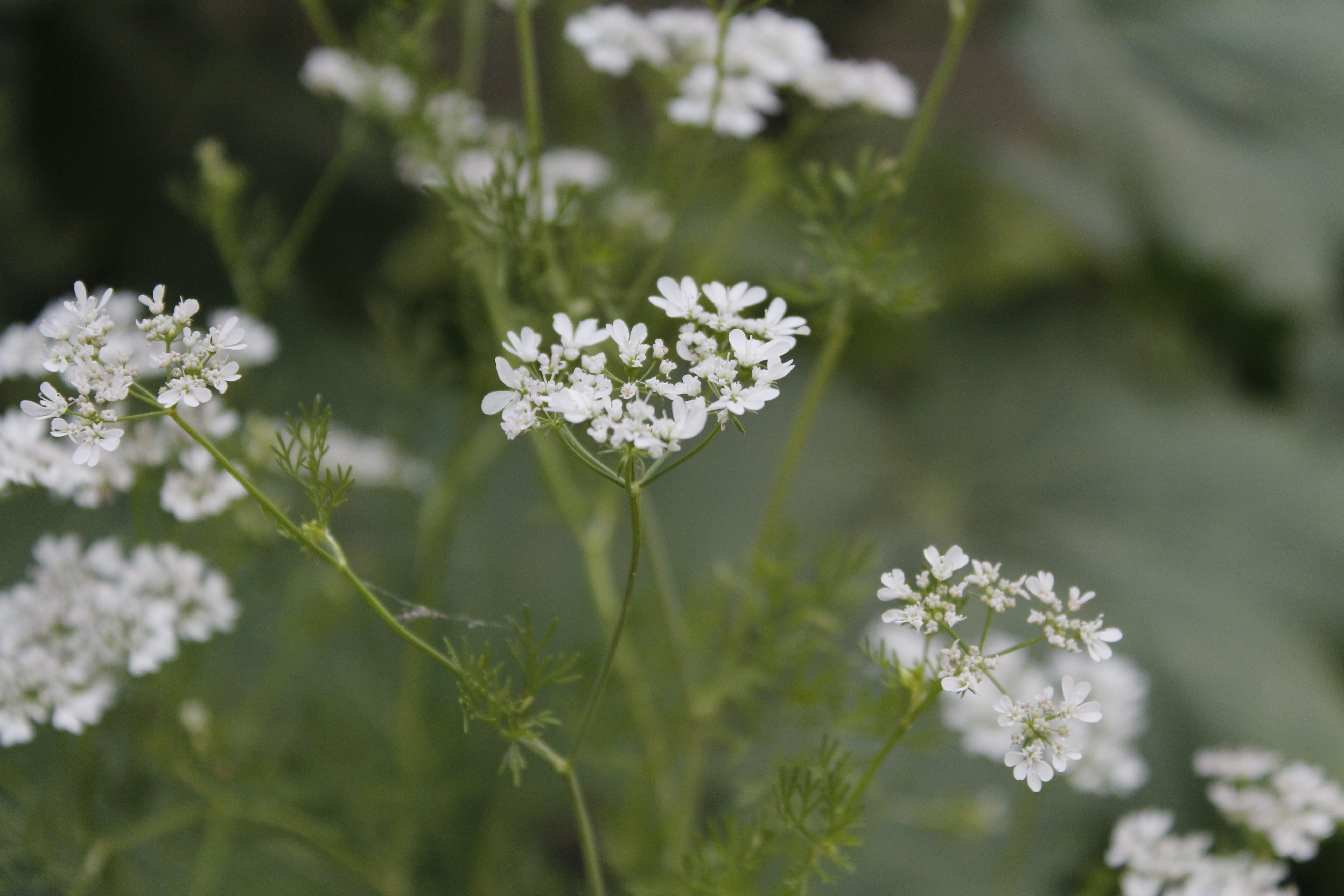 focus on foreground, fragility, white flowers, flower head, no people, outdoors, spring flowers, botany, flowering plant, plants, pretty, vulnerability, HD Wallpaper