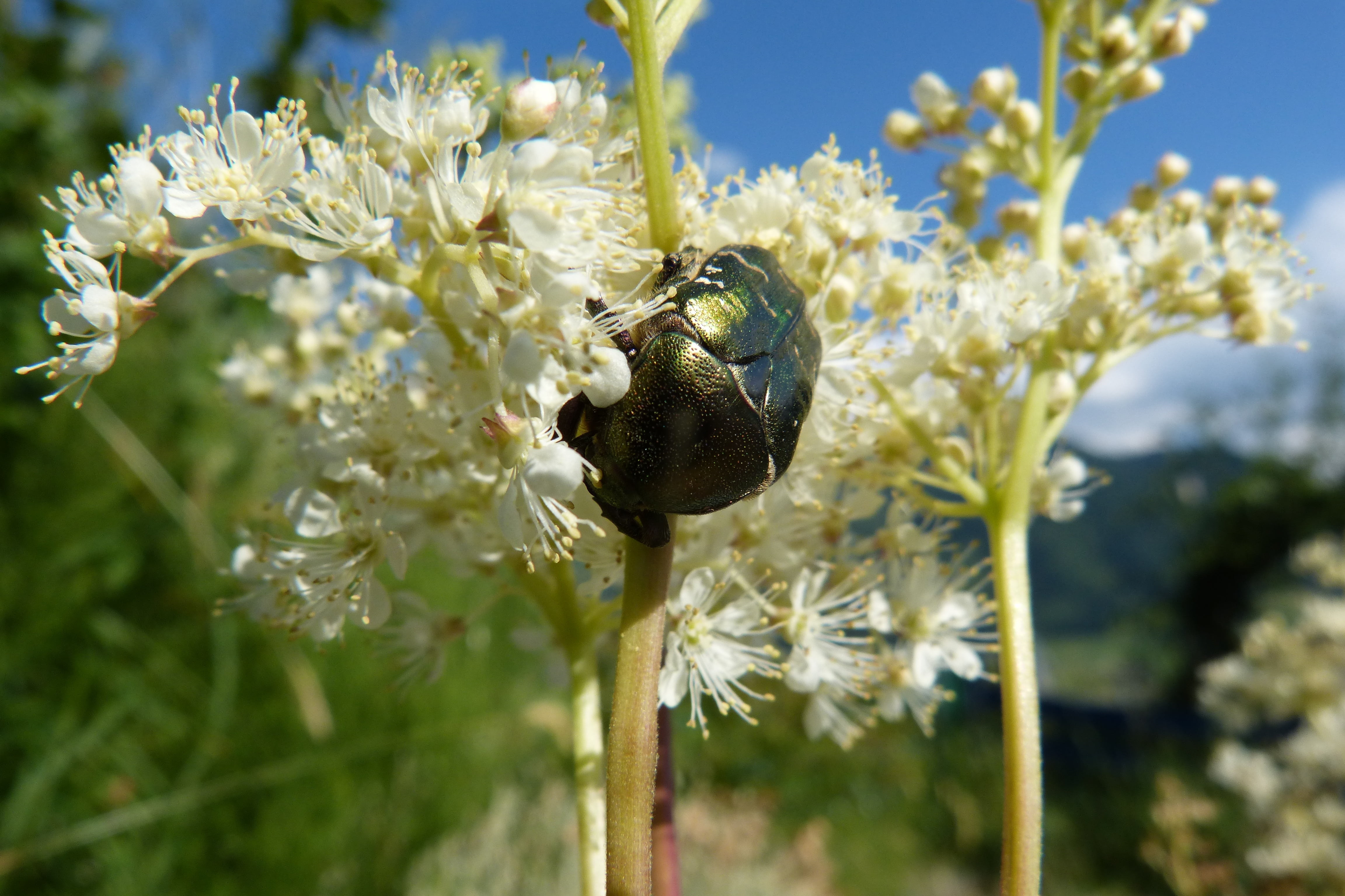 freshness, flowering plant, focus on foreground, meadowsweet, growth, animal wildlife, nature, invertebrate, beauty in nature, animal themes, plant, animals in the wild, HD Wallpaper