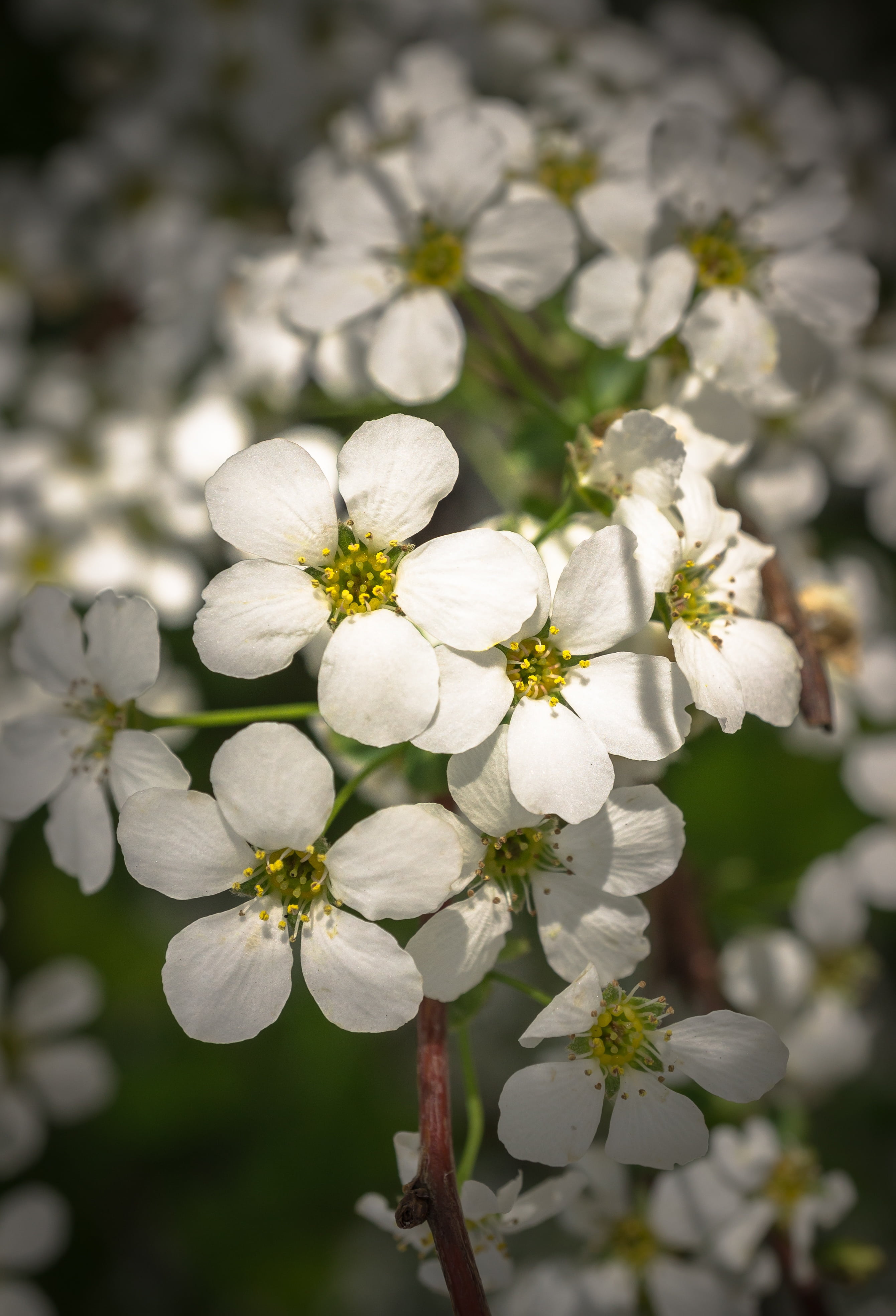 white, close-up, fragility, no people, nature, spring wildflowers, day, cherry blossom, tree, focus on foreground, springtime, flower head, spring flowers, Phone HD Wallpaper
