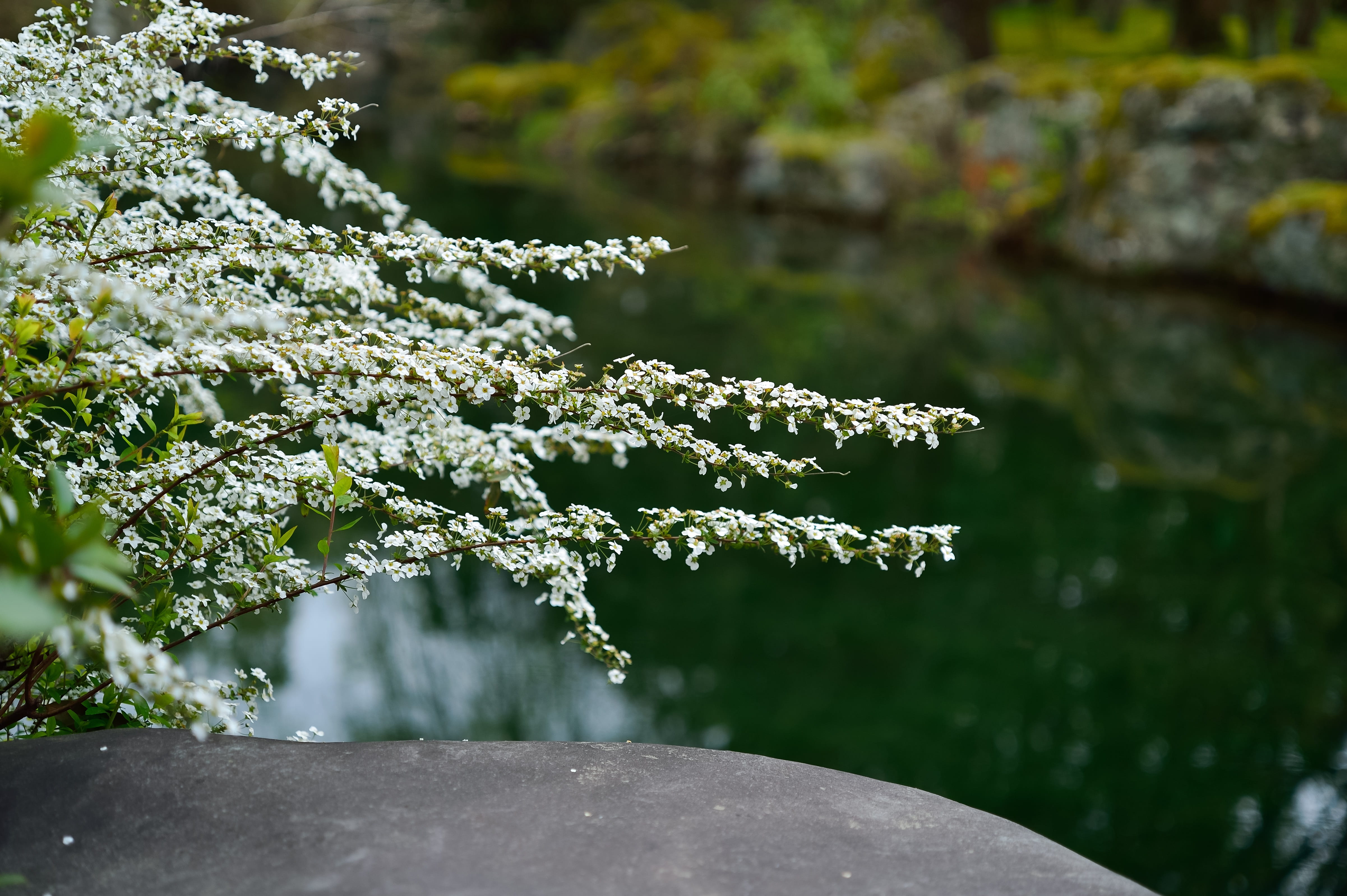 outdoors, water, white, waterside, tranquility, freshness, grown for meadowsweet thunbergii, green color, plant, day, leaf, landscape, plant part, japan, HD Wallpaper