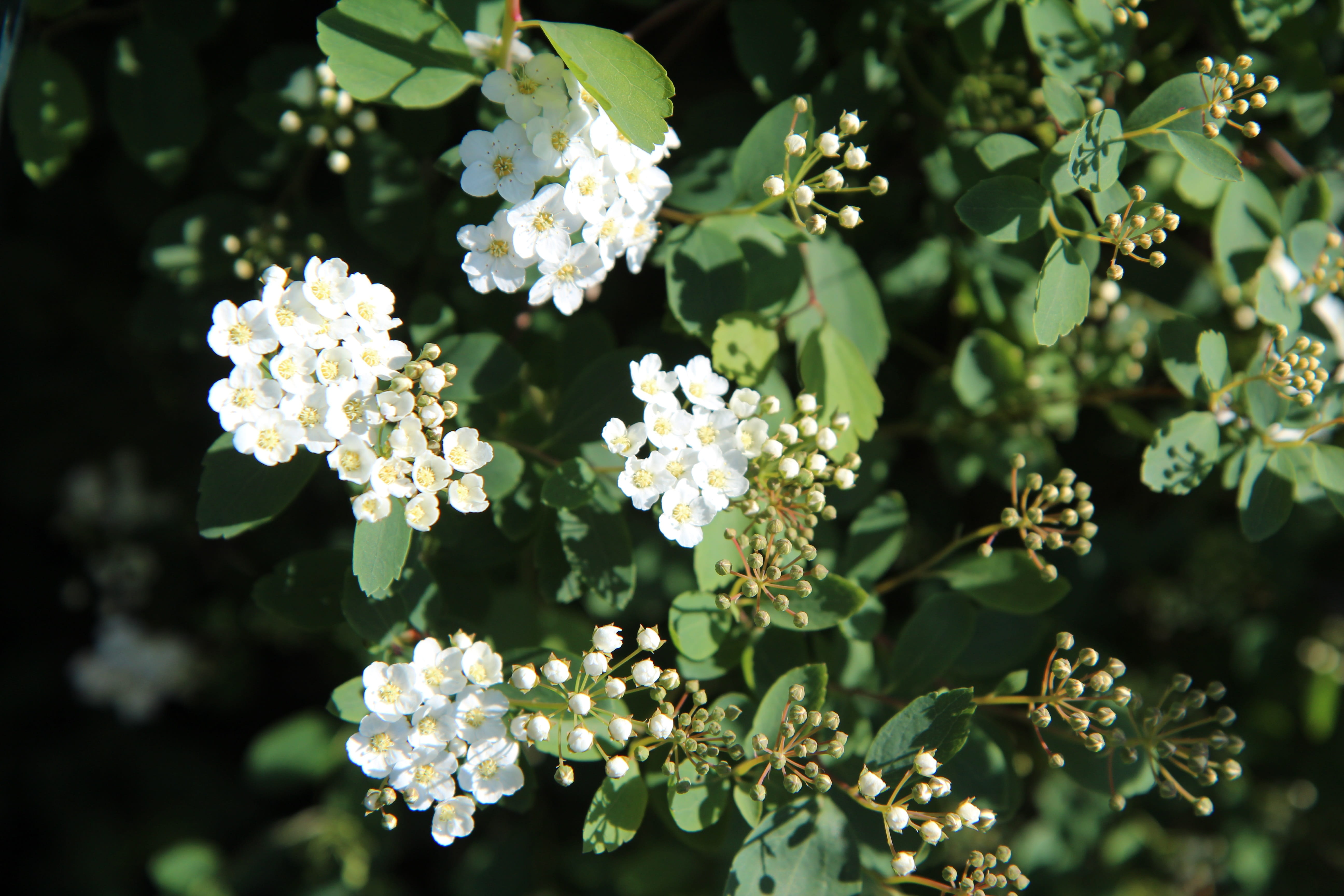 green color, inflorescence, lantana, meadowsweet white, petal, plant, spring, nature, flower, no people, day, close-up, leaf, white flowers, beauty in nature, HD Wallpaper