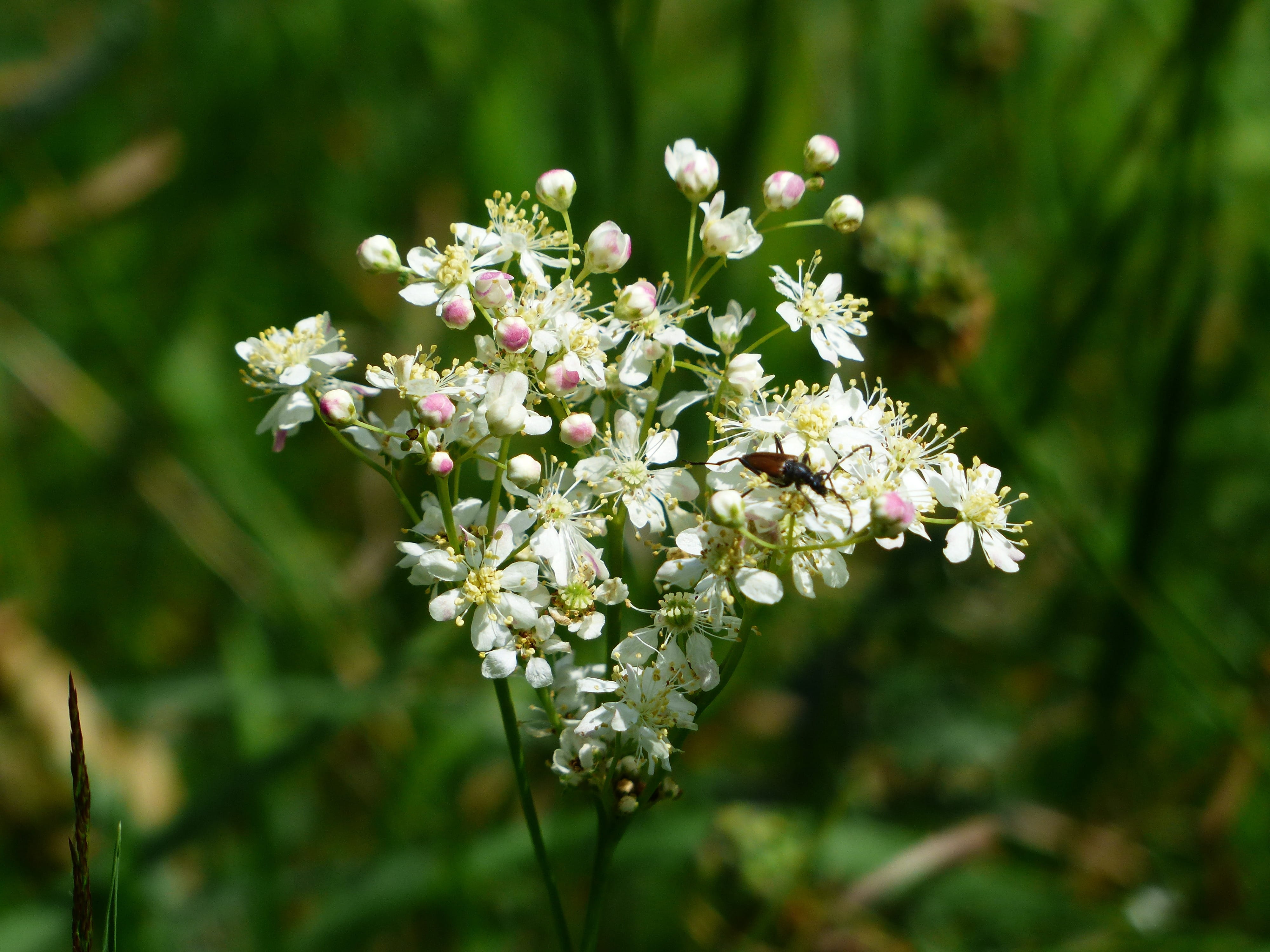 day, white, flower head, queen of the meadow, filipendula, petal, pollen, filipendula vulgaris, roses, filipendelwurz, knolliges meadowsweet, tubers goat, HD Wallpaper