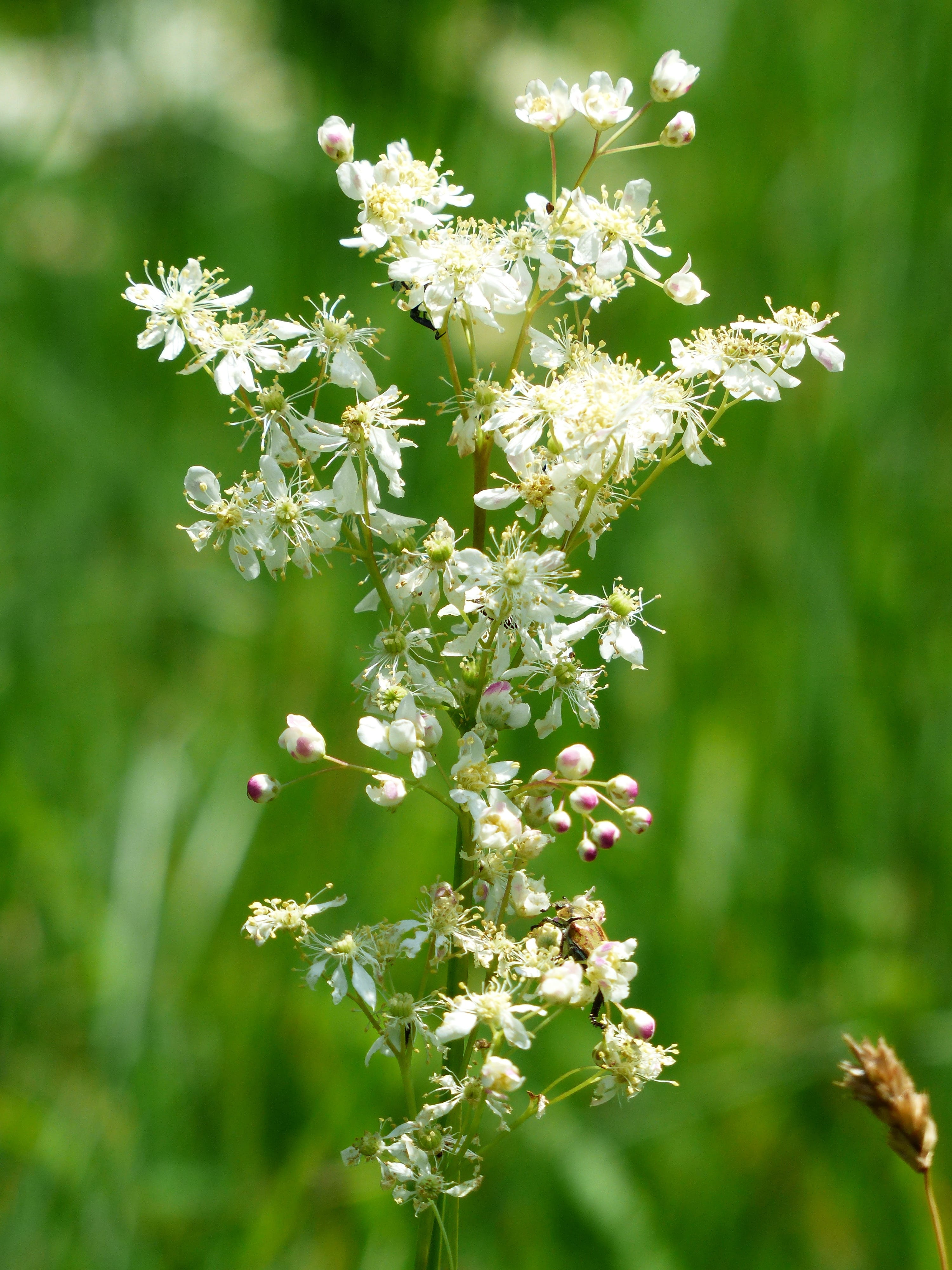 filipendelwurz, petal, plant, white color, nature, wild plant, vulnerability, day, no people, wild flower, small meadowsweet, freshness, pollination, tubers goat, Phone HD Wallpaper