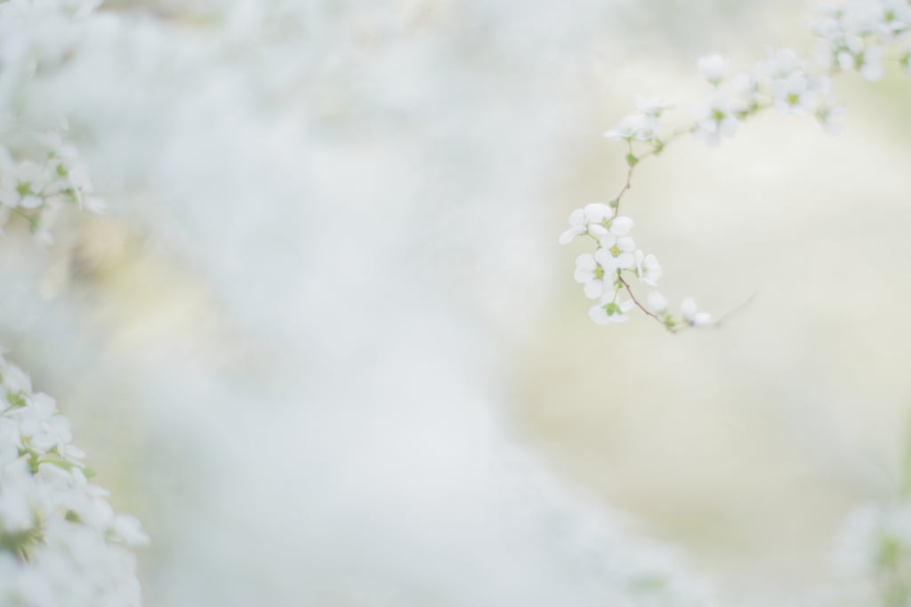 flower, close-up, photography, branch, nature, springtime, F1.4, blossom, white, spirea, depth of field, petal, field, petaled, White  Flower, depth, Spring, HD Wallpaper