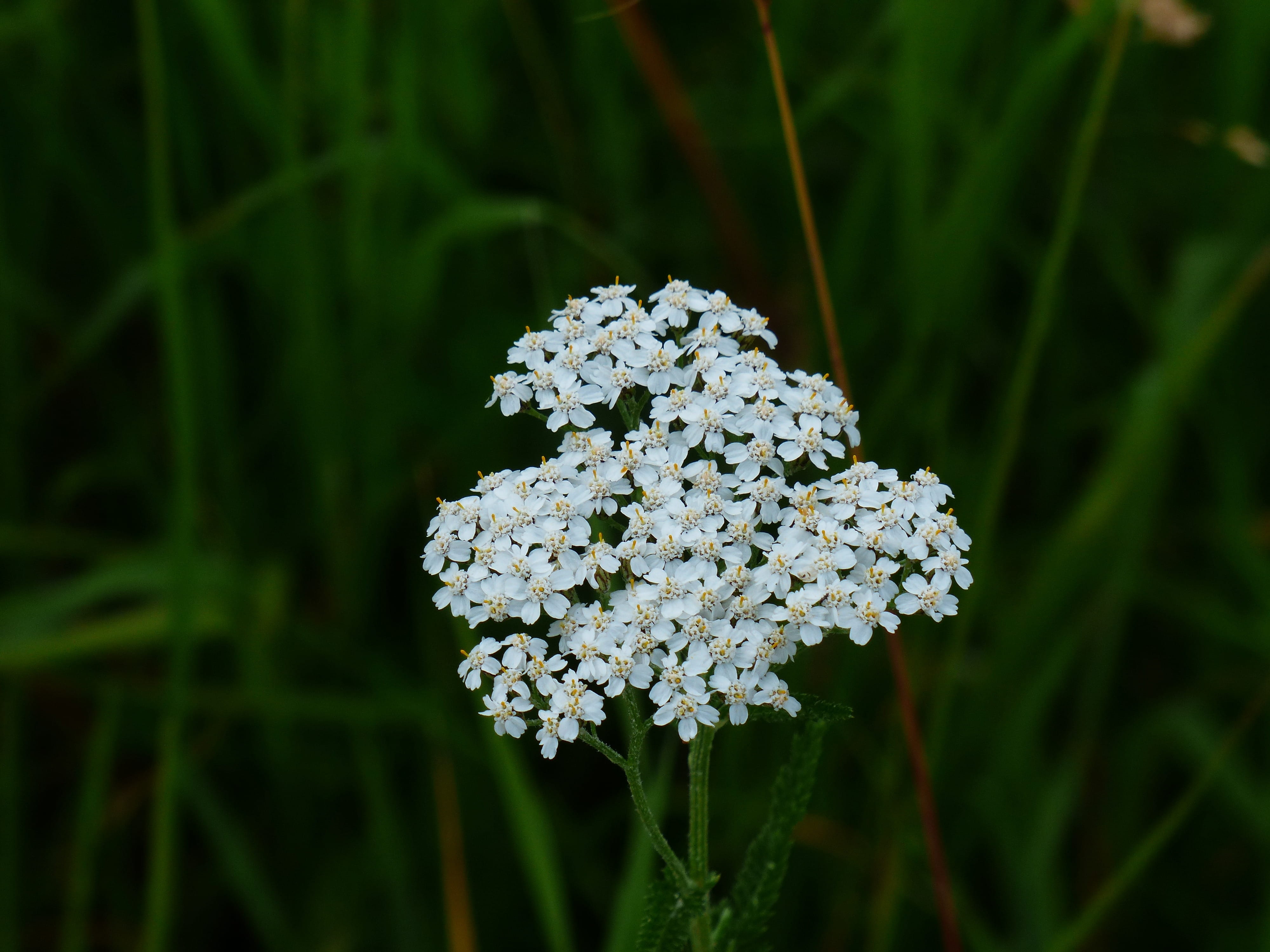 day, grassland plants, outdoors, composites, flower head, White, no people, Yarrow, vulnerability, flowering plant, achillea millefolium, Flower, achillea, HD Wallpaper
